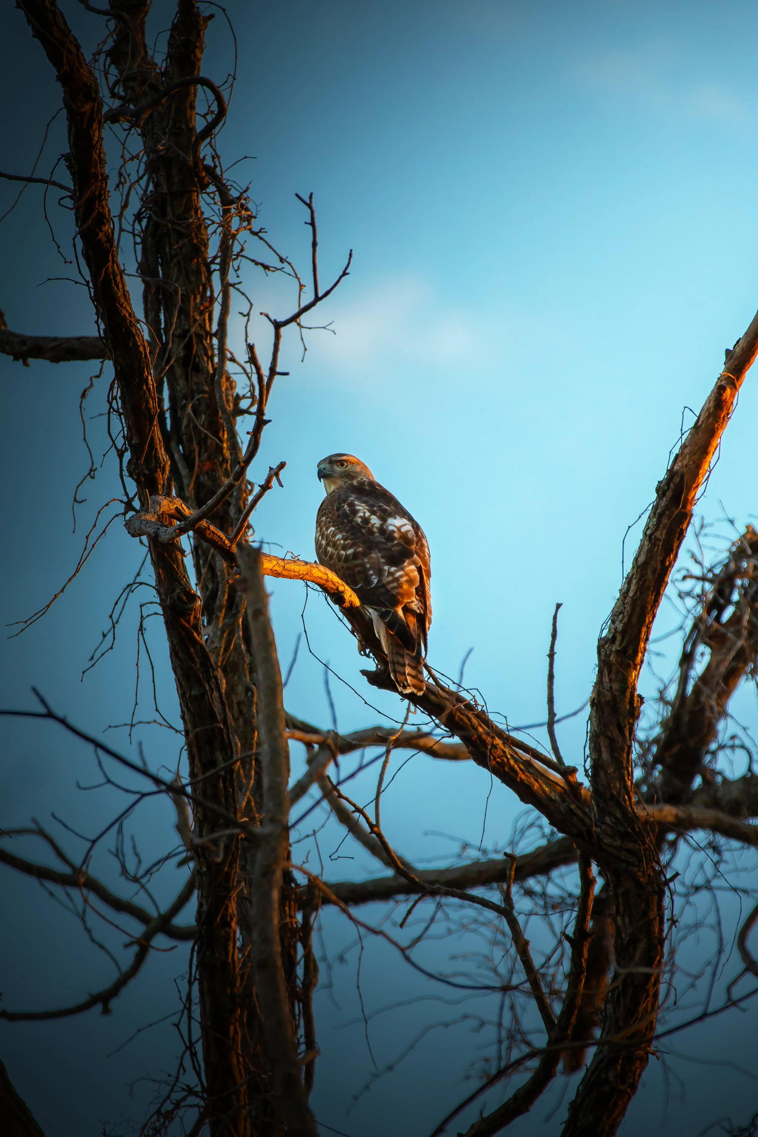 hawk-blue-sky-barren-plains,-tn-winter-2024.jpg