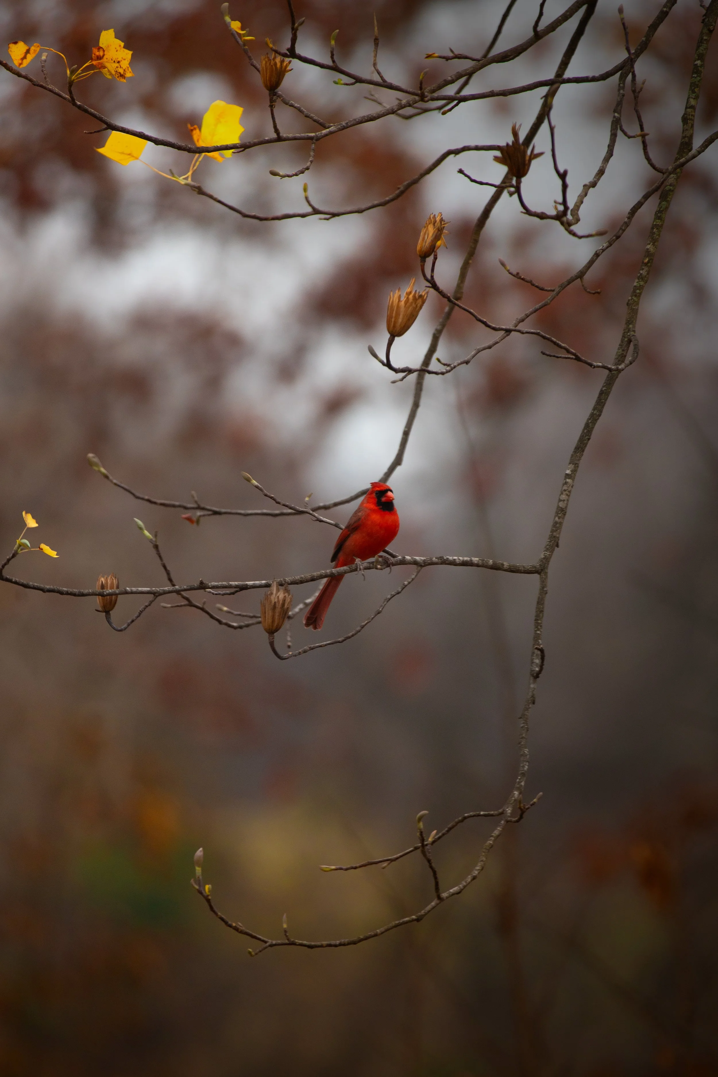 cardinal-bird-springfield,-Tn-fall-2023.jpg