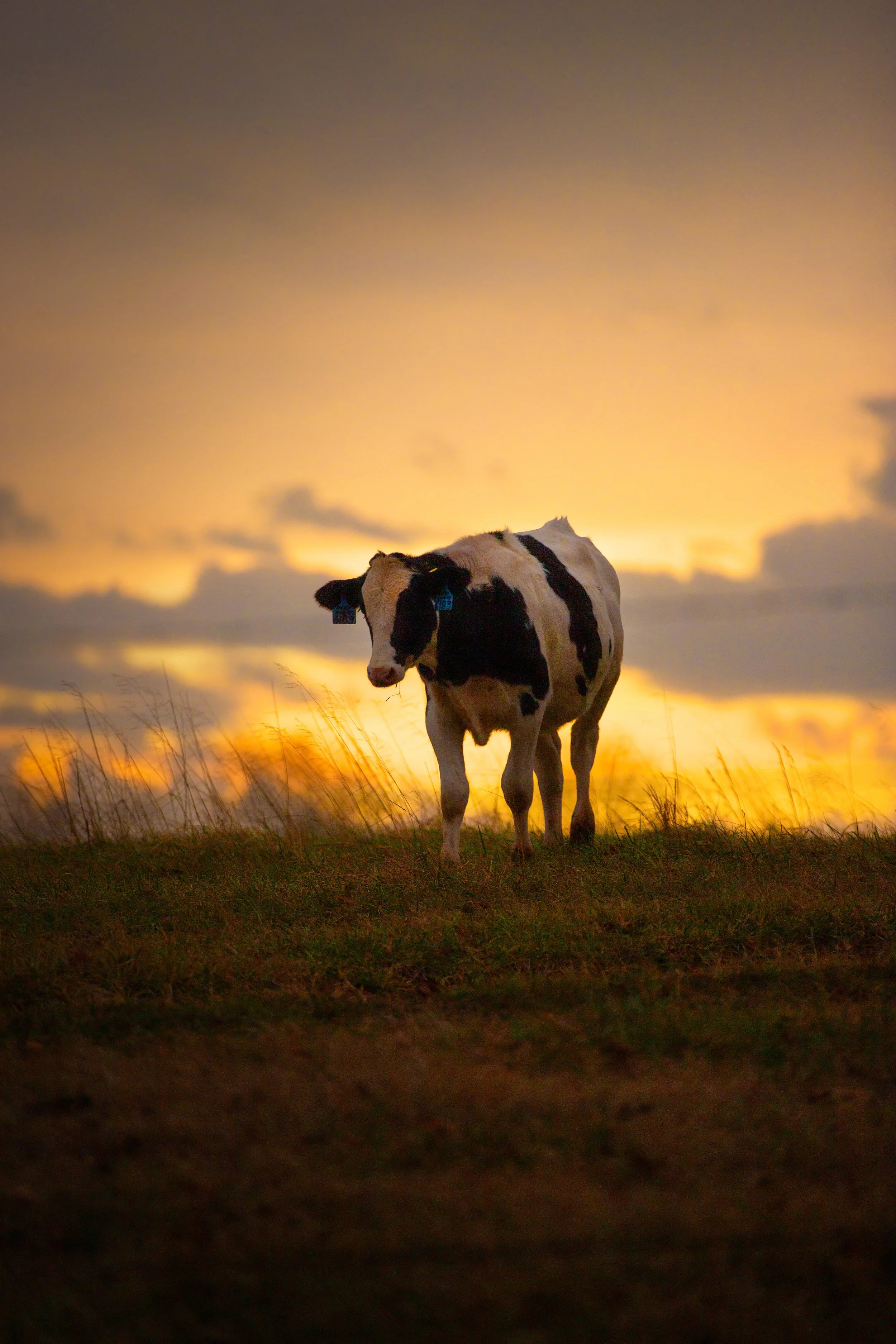 cow-with-golden-sky-adairville-Ky-winter-2023.jpg