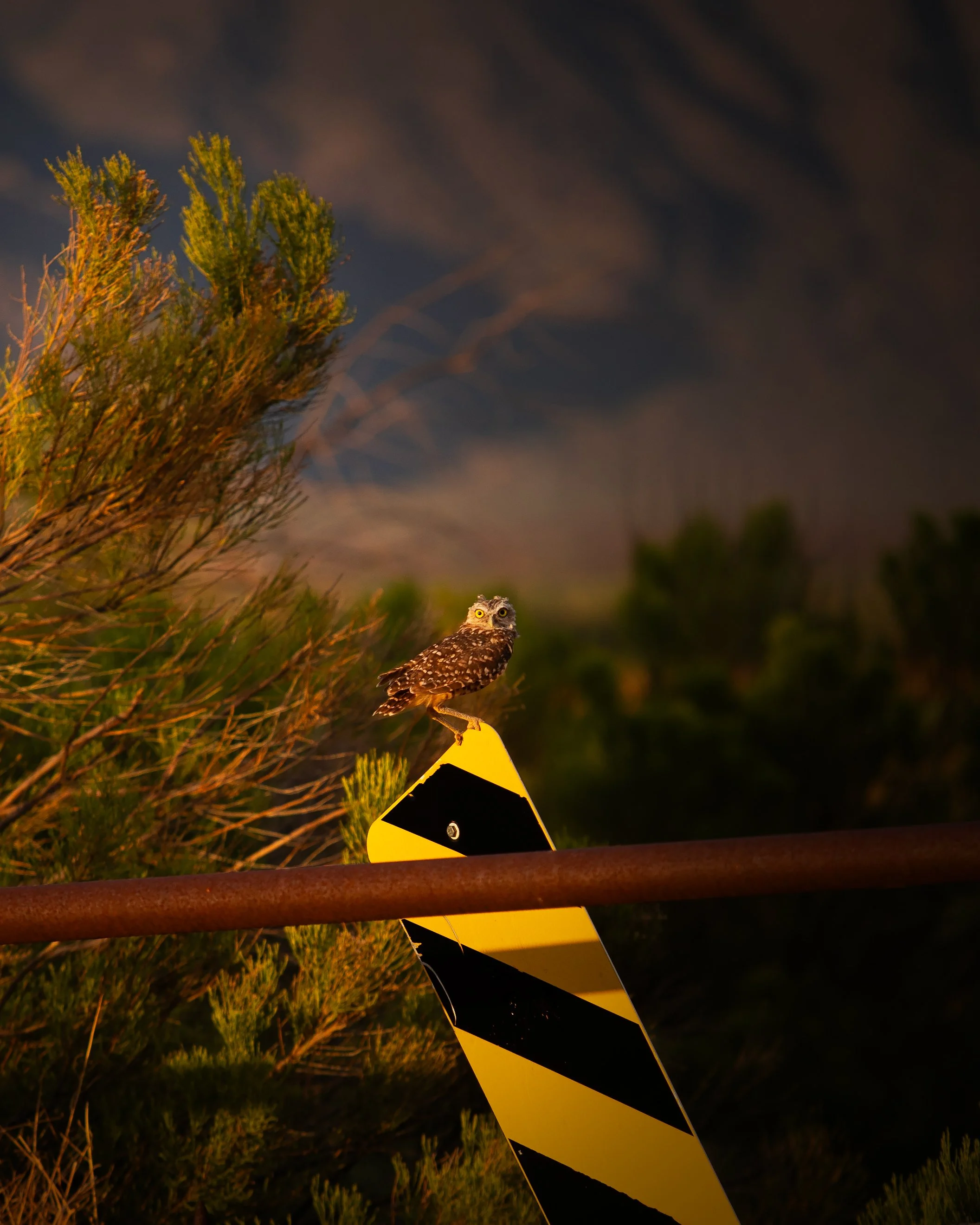 burrow-owl-on-road-sign-maricopa,az-summer-2023psd.jpg