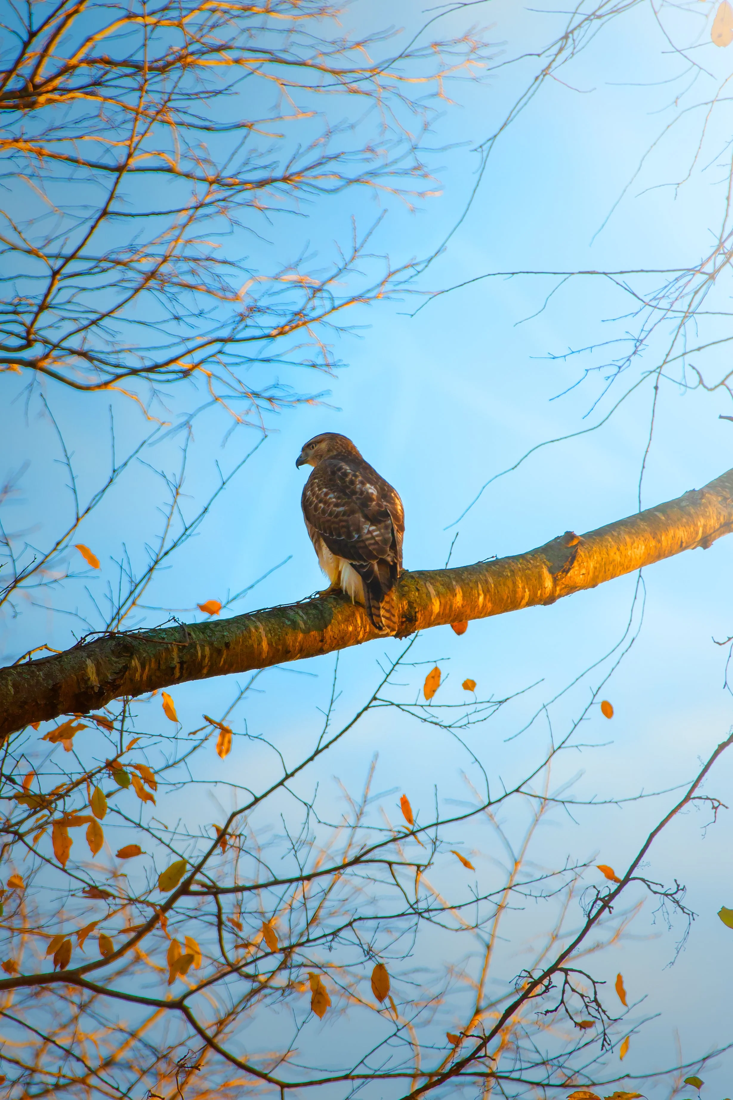 hawk-on-branch-barren-plains,-tn-winter-2024.jpg