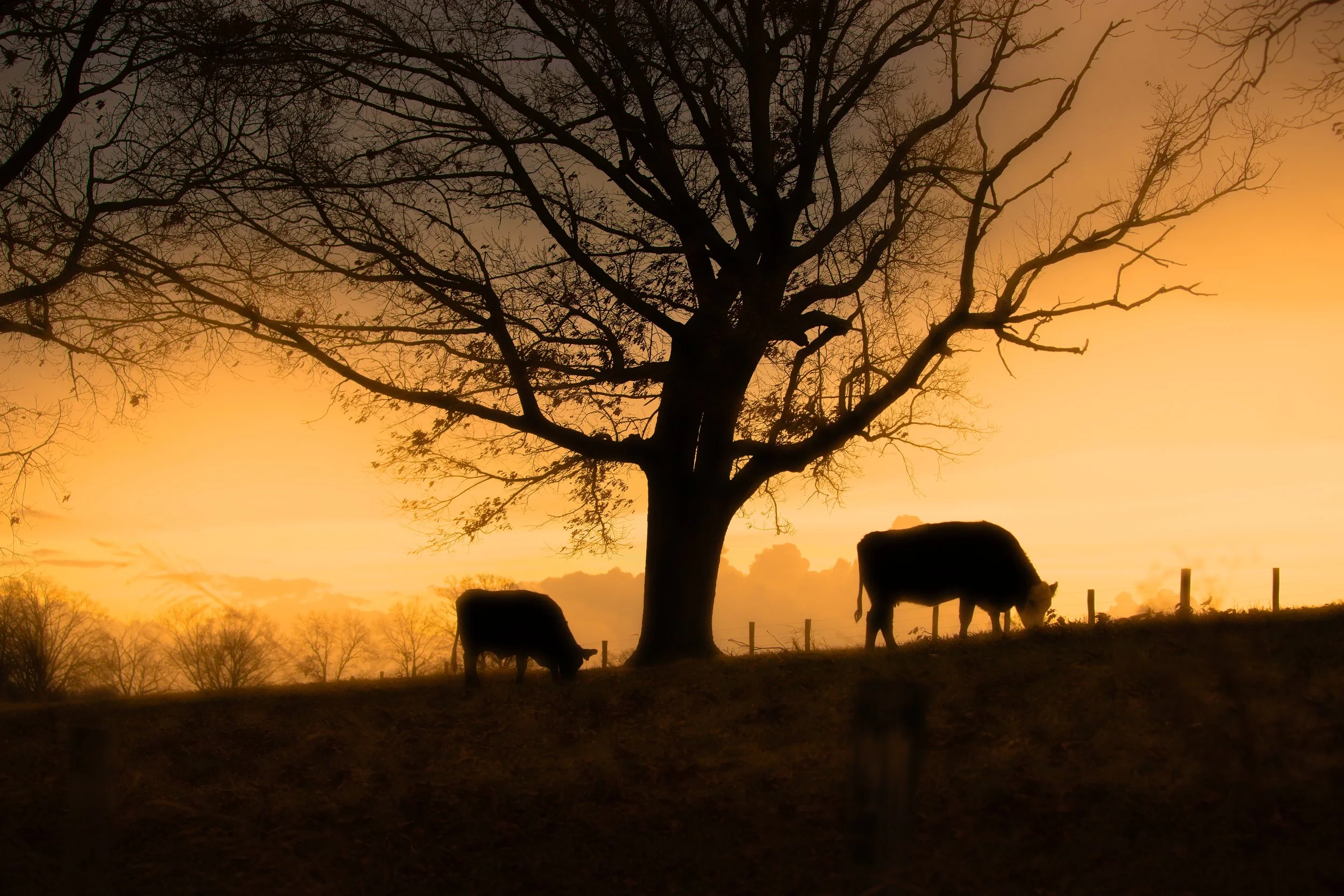cows-under-large-tree-adairville-Ky-winter-2023.jpg