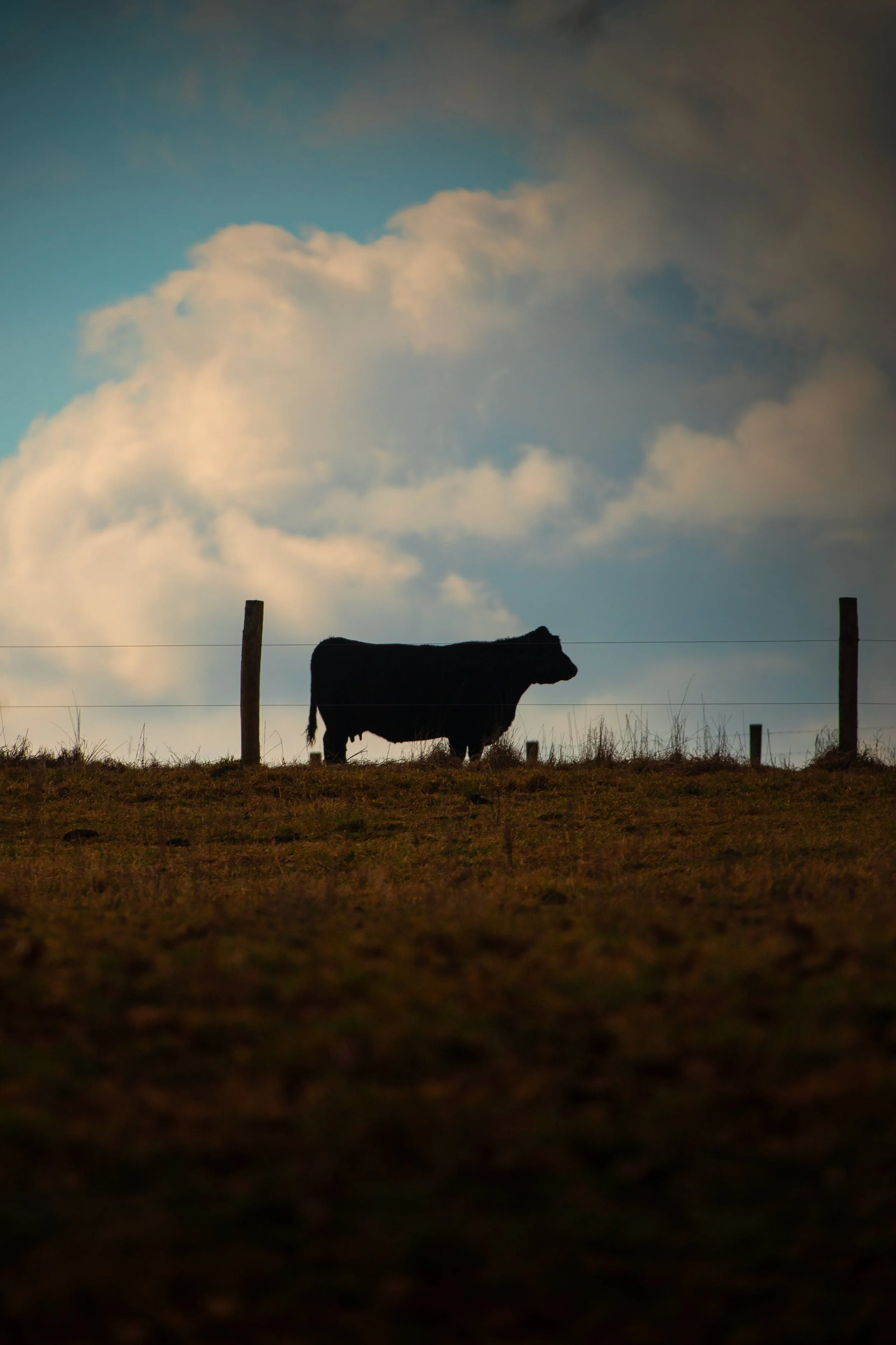 Cow-on-a-hillside-Adairville,-Ky-winter-2023.jpg