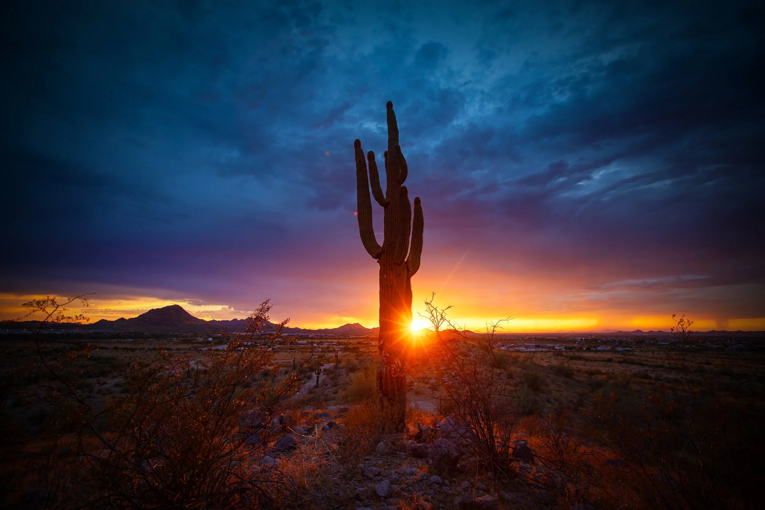 cactus-on-hillside-monsoon-buckeye,-az-summer-2023.jpg