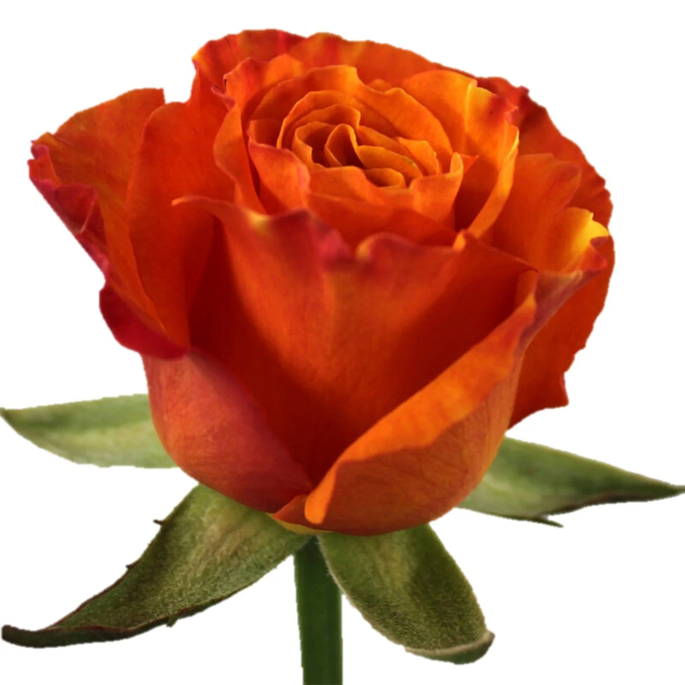 Solai Roses assortment — Solai Roses farm