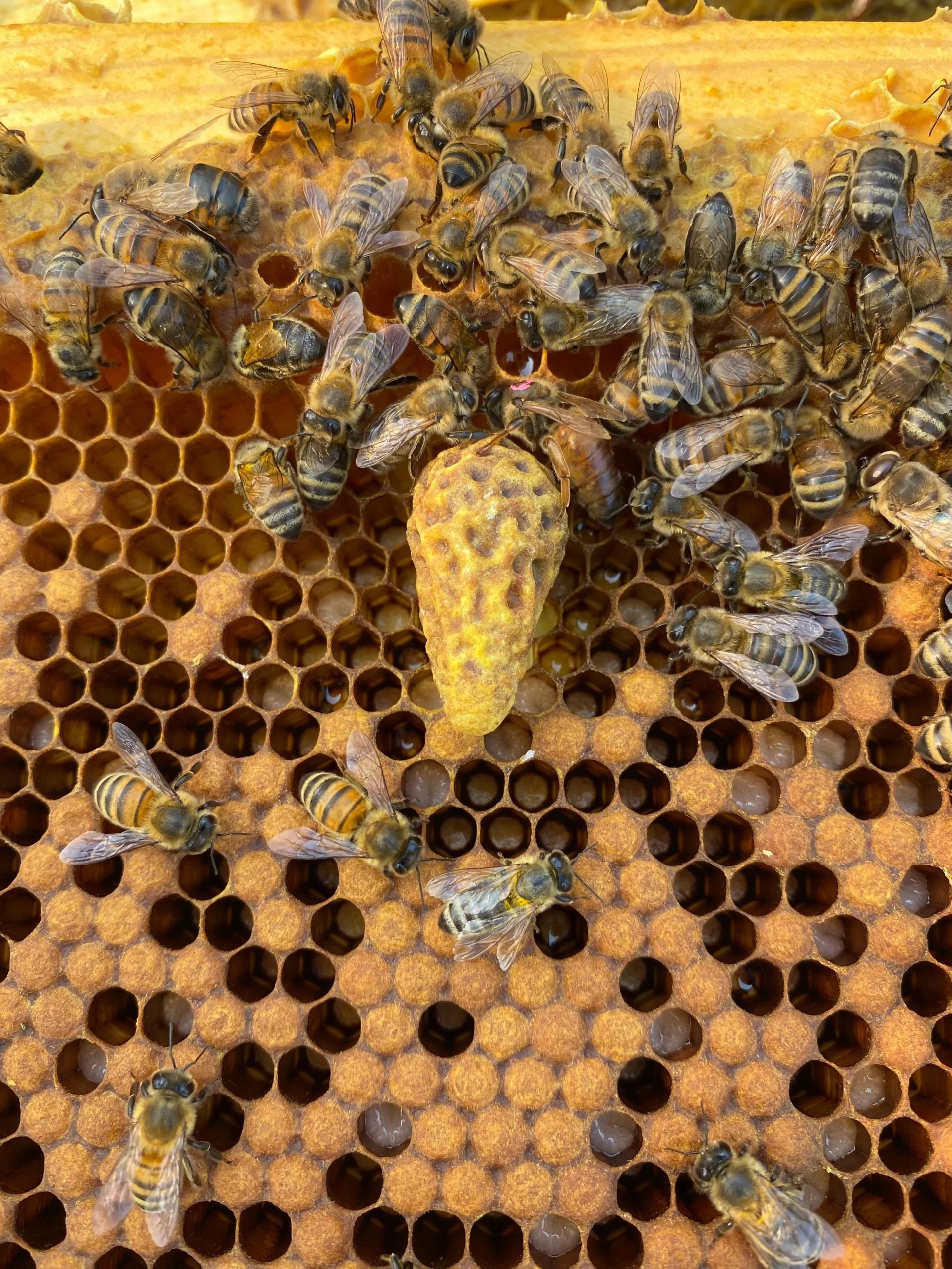 Scientists Figure Out Why Bee Colonies Overthrow Their Queens