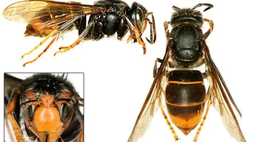 ⚠️ Please Keep Watch for the Asian Hornet in Ireland ⚠️
