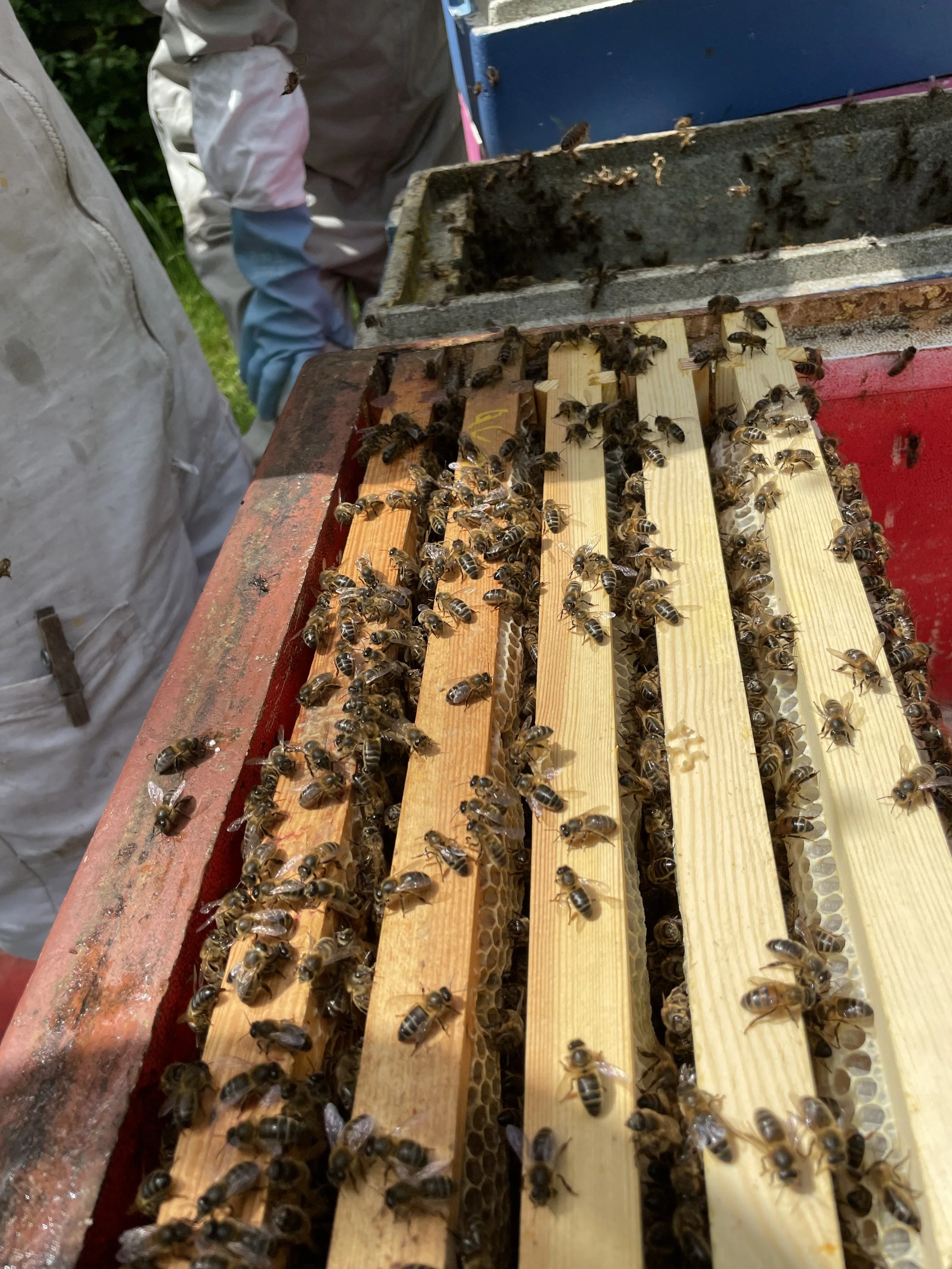 Bee hives found to be 'living immune systems' that protect bees