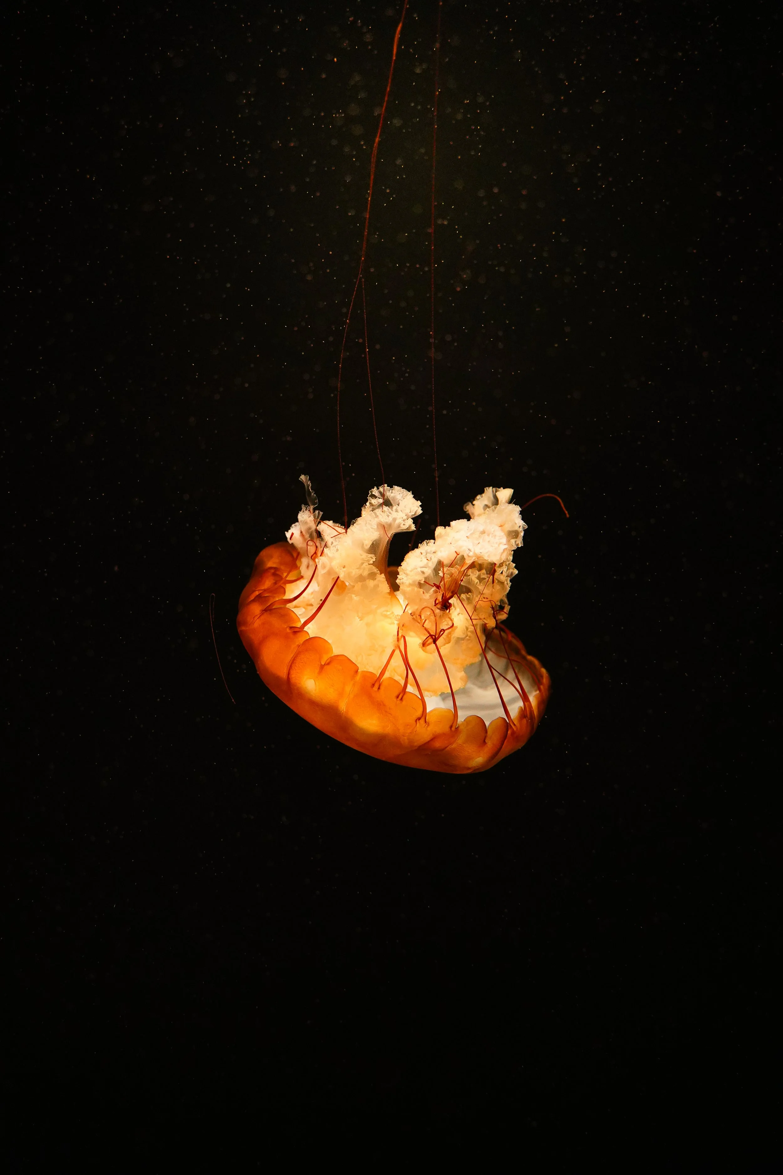 Weightless Flame.jpg