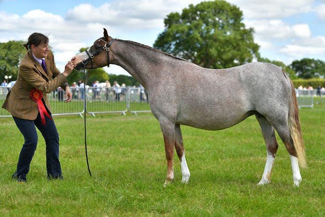 HARMONY by Breeton Dai -
Champion Section B at Cheshire County Show and qualified for the HOYS Cuddy Breeders Final in 2022.