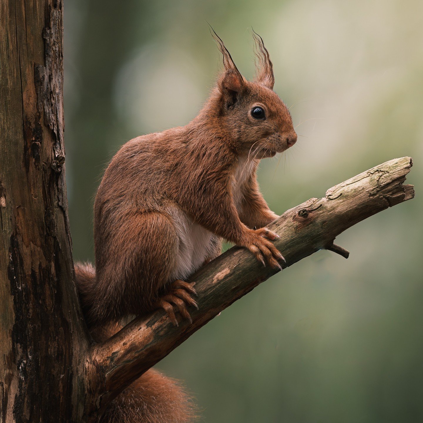 These squirrels have such long toes and fingers 🐾
.
.
.

🐾
🇬🇧 European red squirrel 🇳🇱 Europese rode eekhoorn
Location : Personal photohide in Halle
.
.
.
📸 [Settings &amp; Gear]⤵
Camera : @fujifilmbelgium X-H2
Lens : Fujifilm #xf200mmf2 
Aper