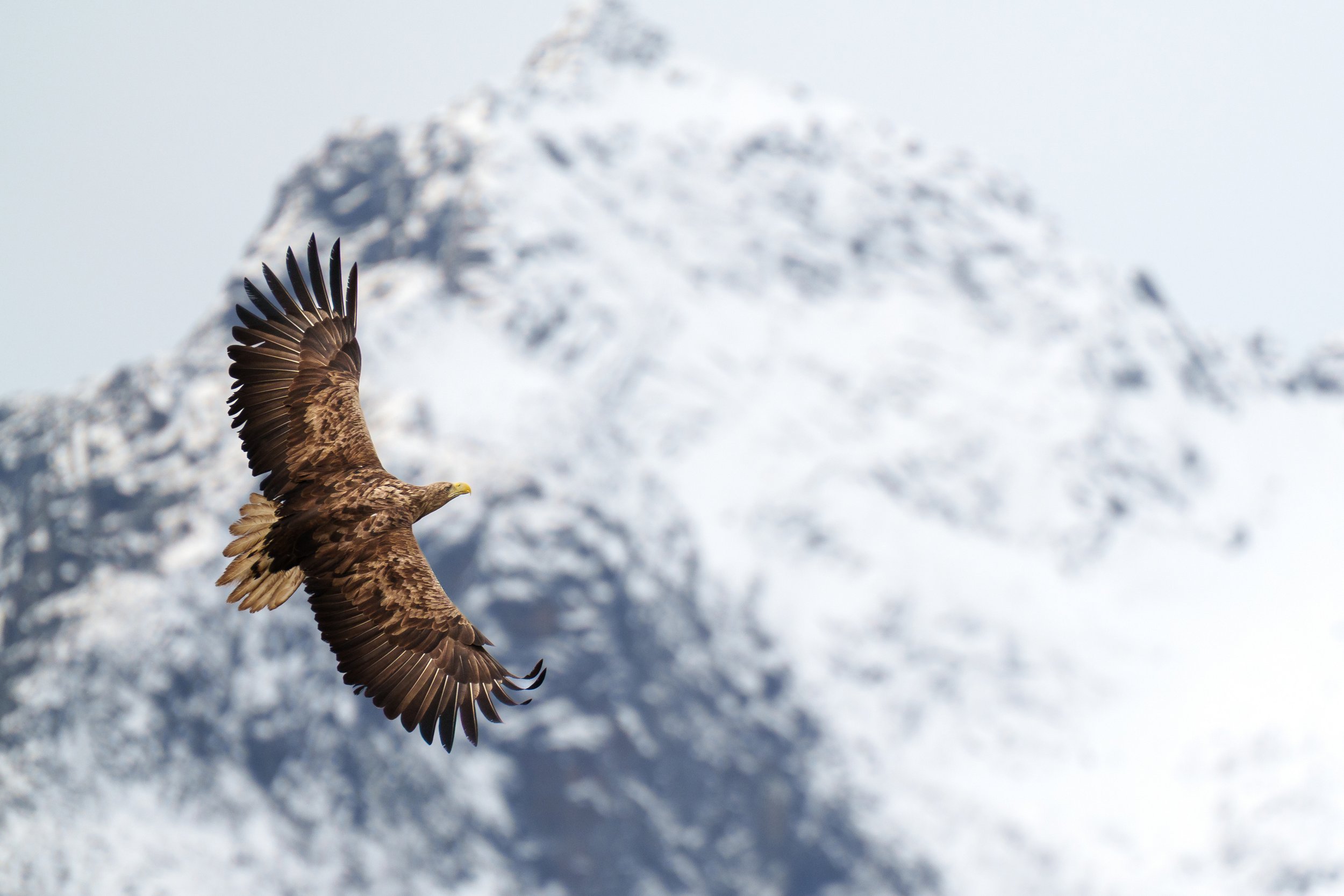 Sea_eagle_Lofoten_Yoël_Taïeb.jpg