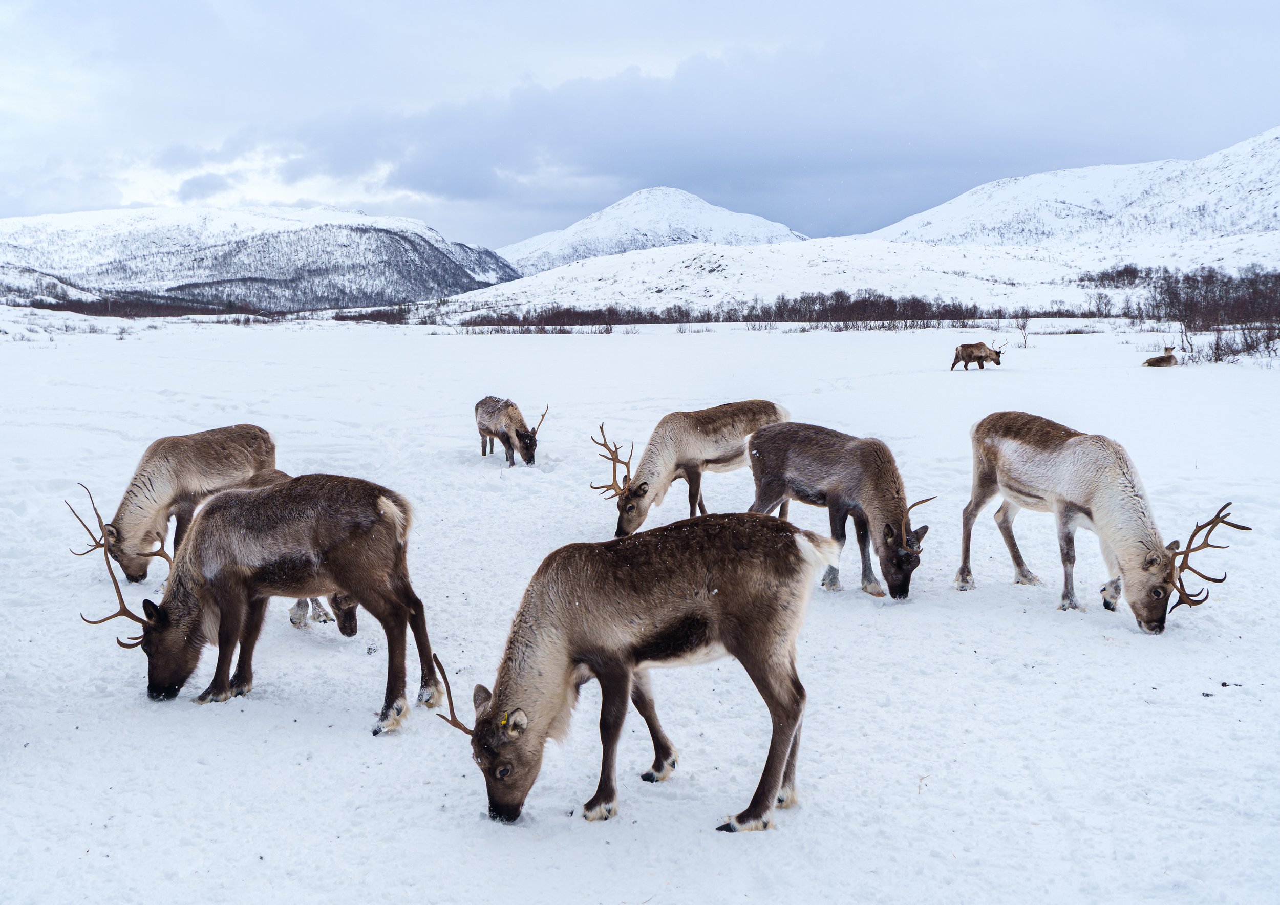 Reinedeer_Tromso_Lofoten_2_Yoël_Taïeb.jpg