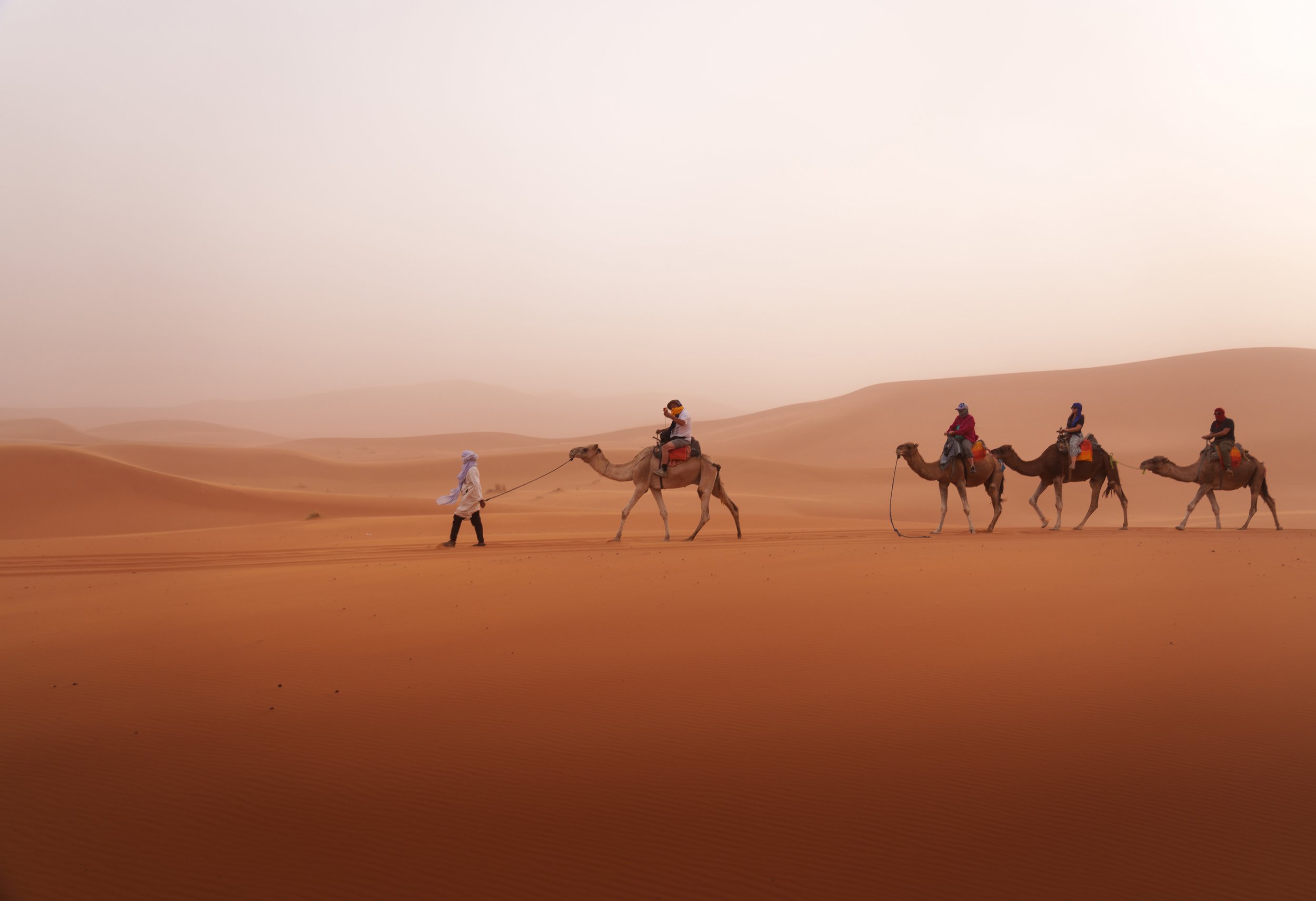Camel_Merzouga_desert_Morocco__Yoël_Taïeb.jpg