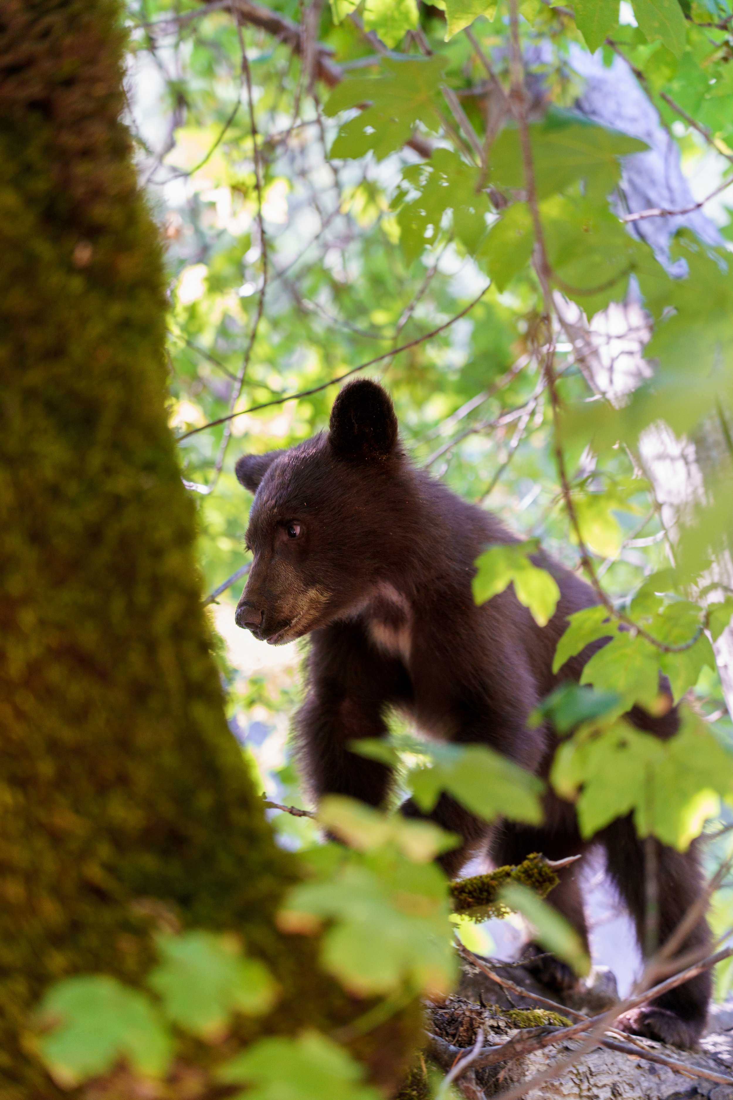 Black_beark_Yosemite_California__Yoël_Taïeb.jpg