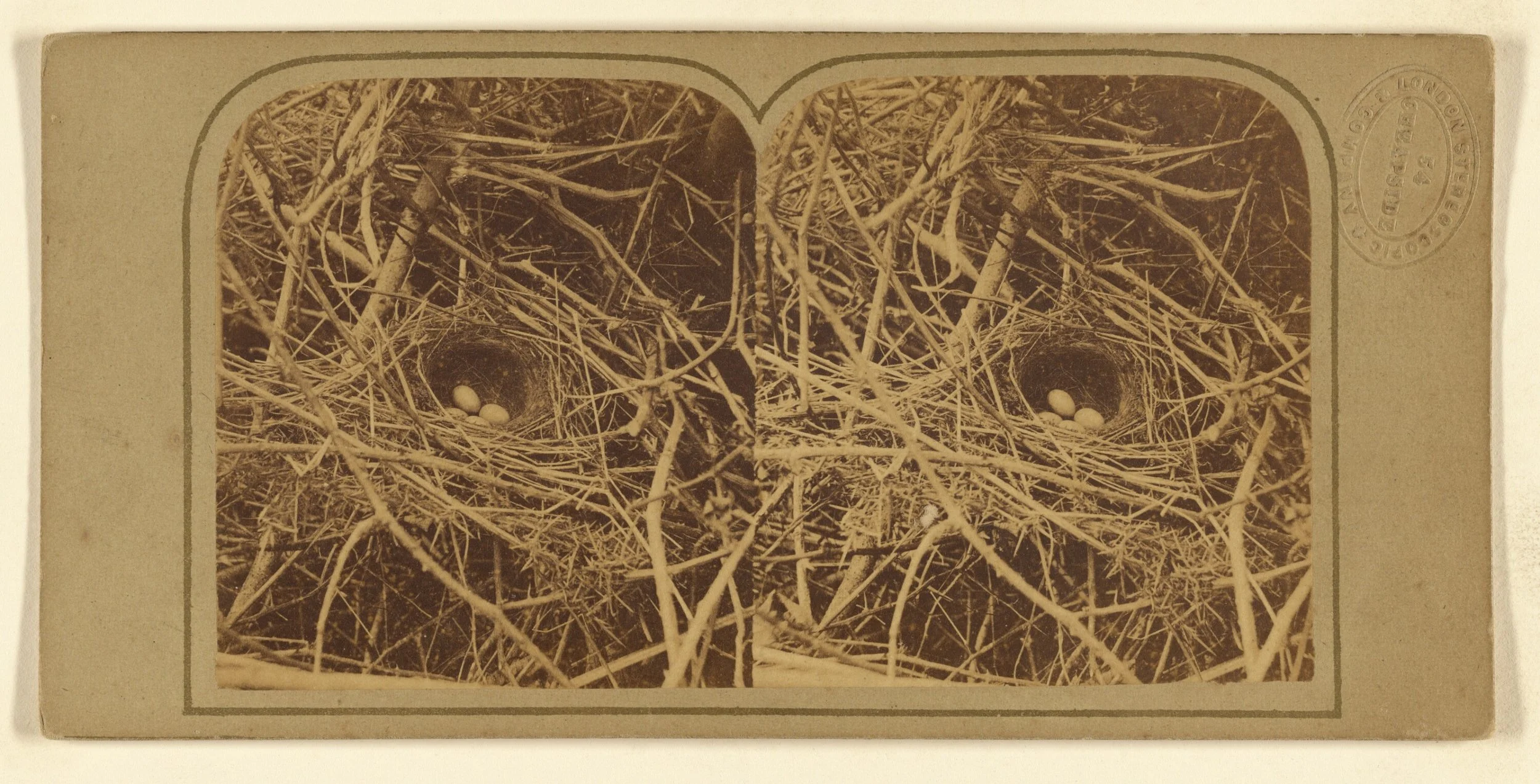 Black Belt Birding Festival