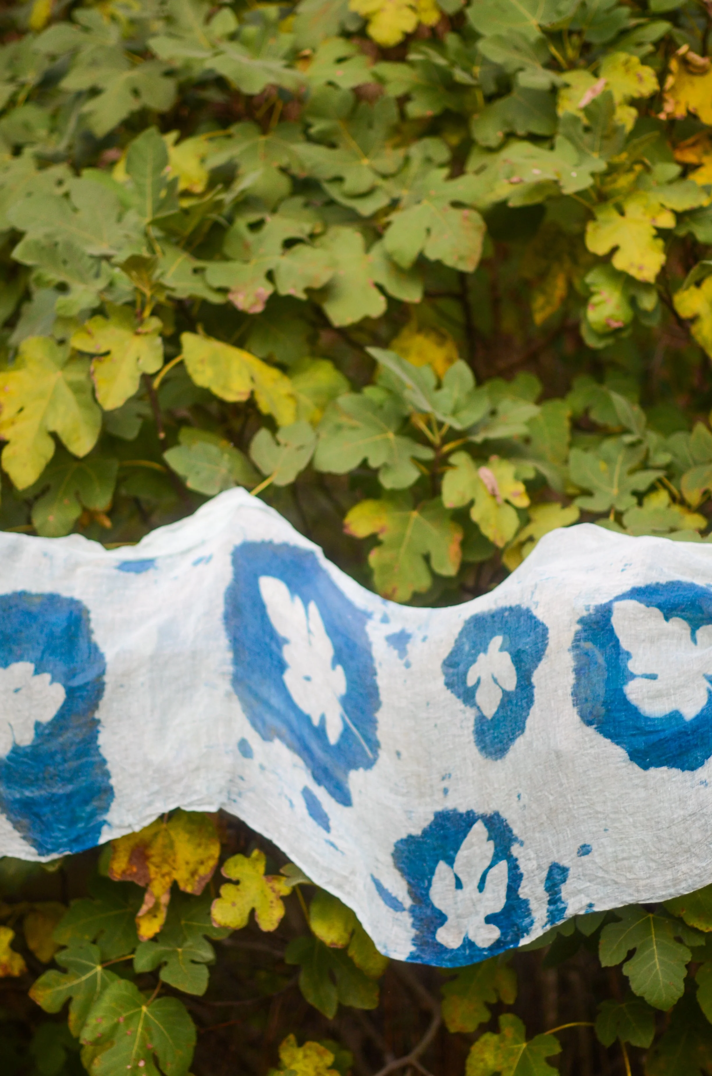 Exploring Cyanotypes