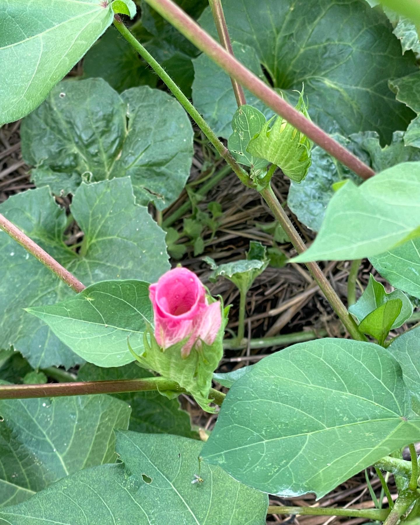🩷Cotton🩷A metamorphosis journey to fluffy soft fibers! These are growing so well in the Austin ☀️ thanks to @bflorentine 

Nature does it best!😍 We&rsquo;re just here to Tend Her the best we can. 

Did you know the Balcones Fault runs through Aust