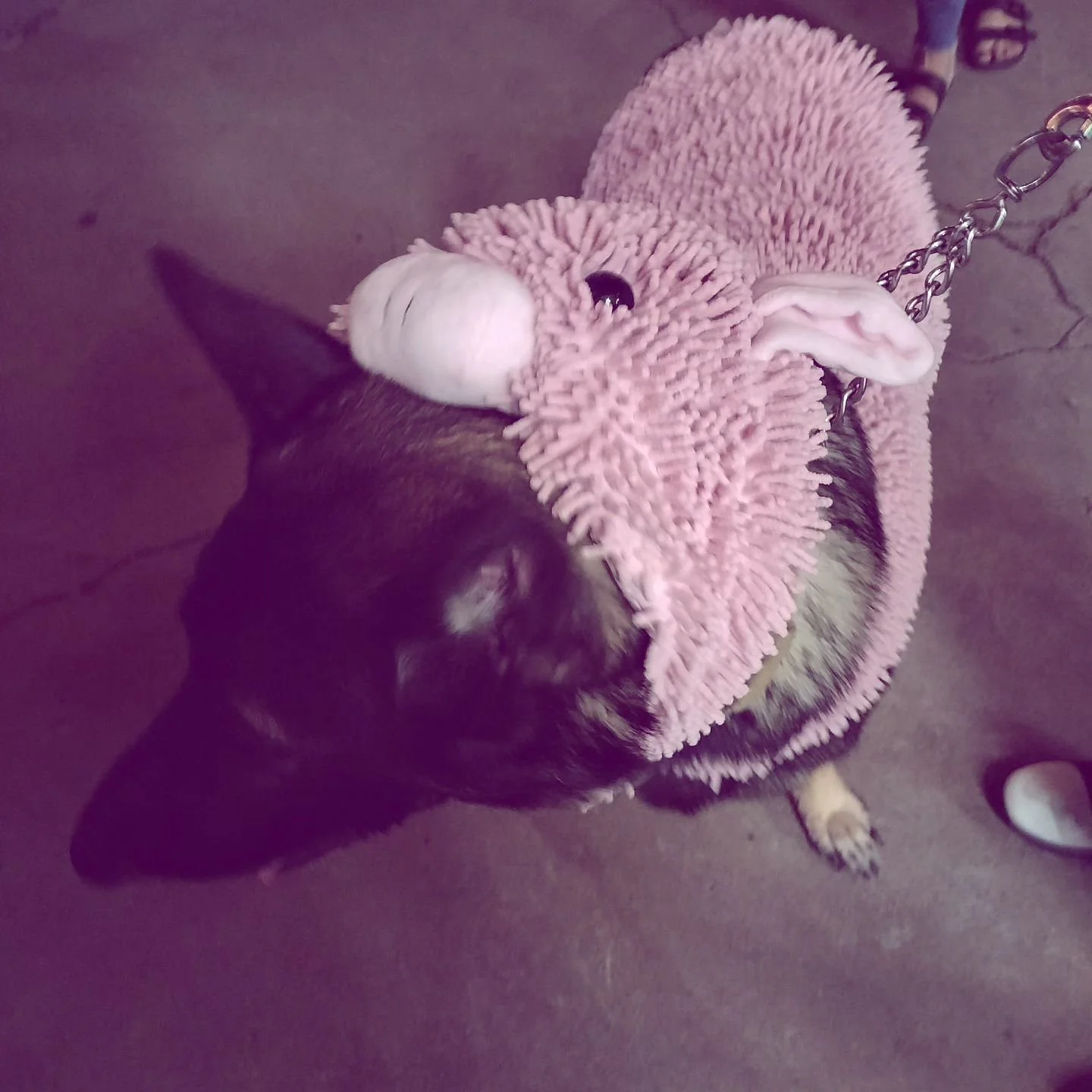 This is Kane best dog dressed of the night!!! We can't wait to see all your pets next weekend at Oct 26 Jerry Garcia Amphitheatre in SF 12PM @halloweenrocknscream @sflive