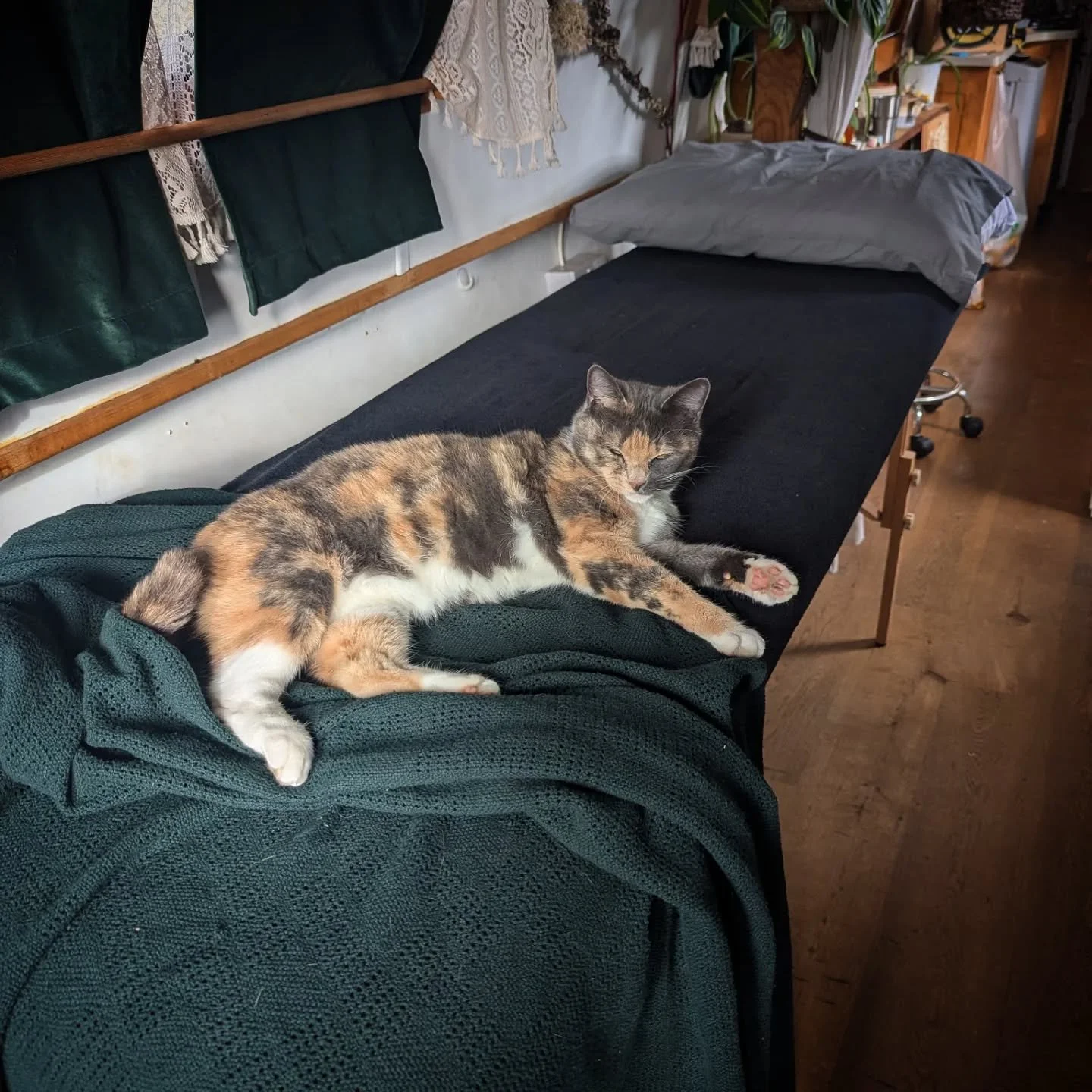 Snap shots  of this week's reiki sessions. 

Photo 1 - Luna loves the massage couch. She never fails to jump up for a snooze when it's up. She will quite often jump up during a session to snuggle on my clients and give them some healing frequencies t