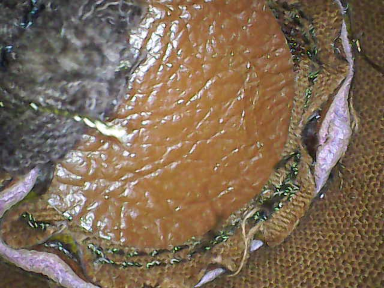 Image_2026-01-21 08_46_57_543.JPG