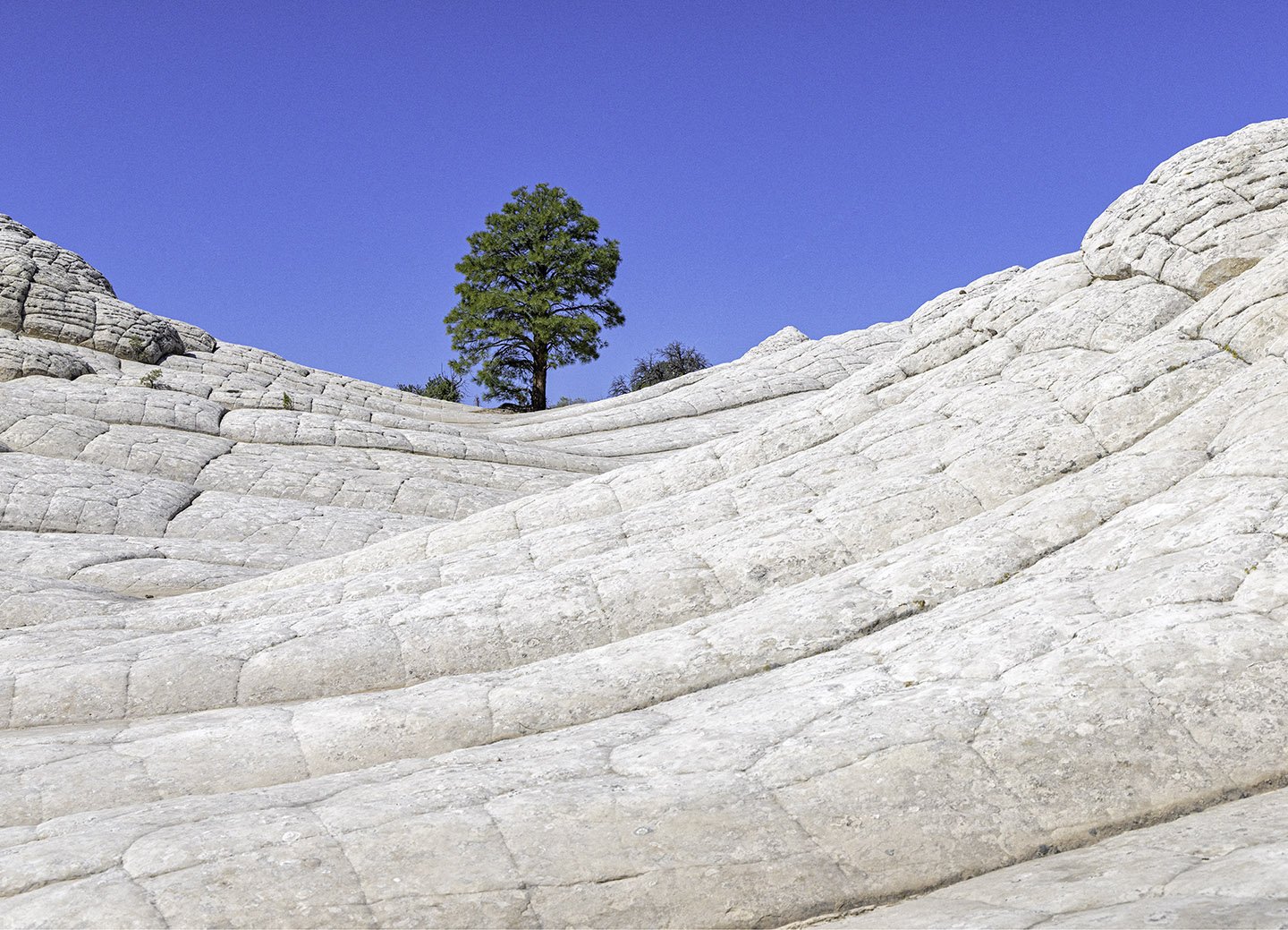 A Lone Pine...