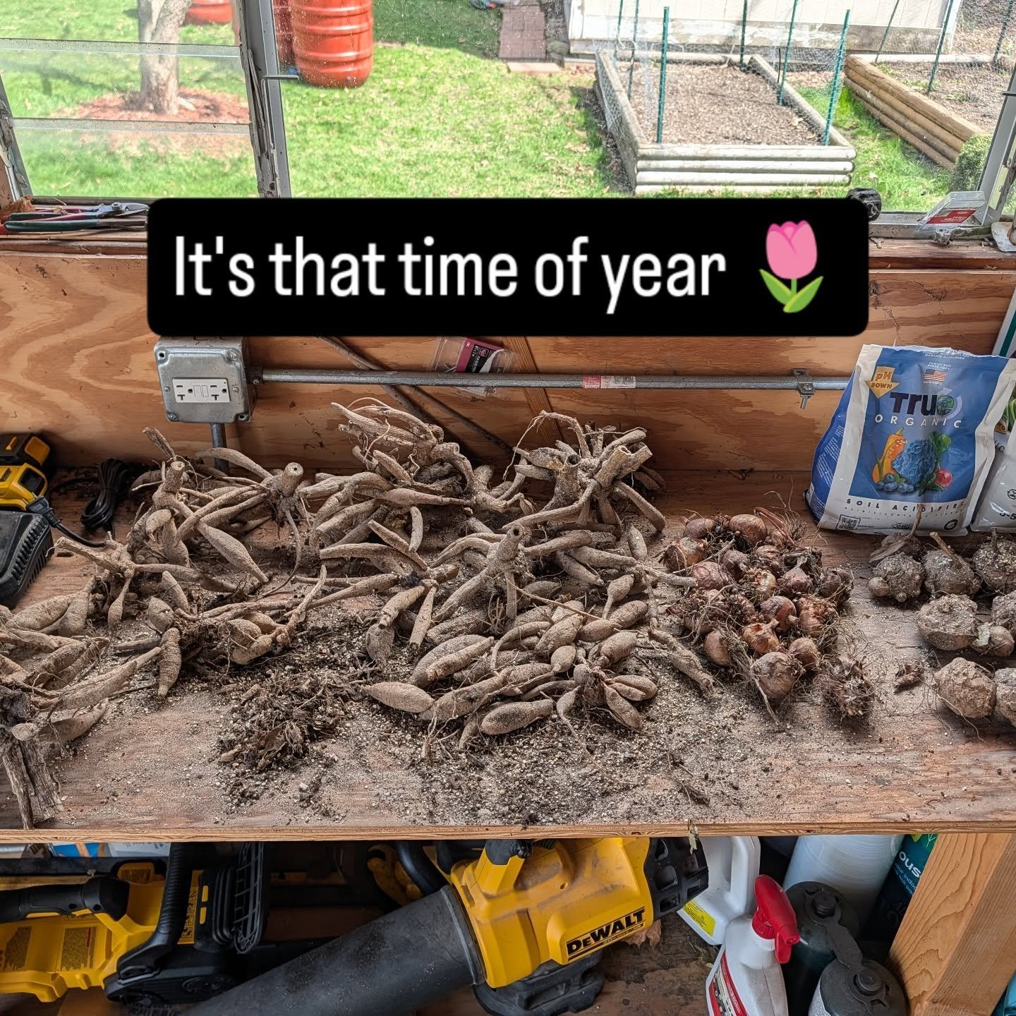 It's that time of year again where the bulbs come out and they have so many extra to give away. If you are interested in a few dahlia bulbs for your garden, send us a message and we'll be in touch about a pickup time and place. We prefer an email to 