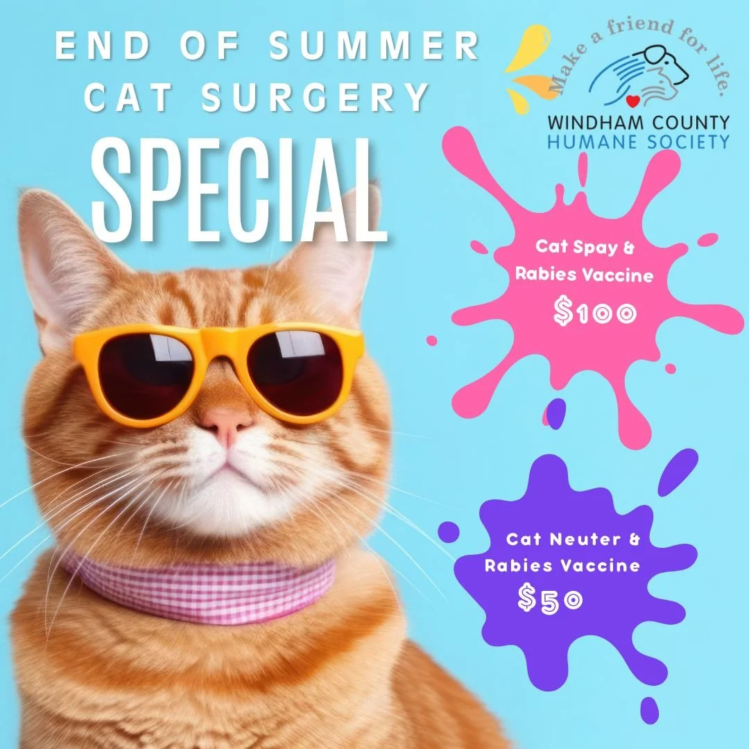 September Cat Surgery Special