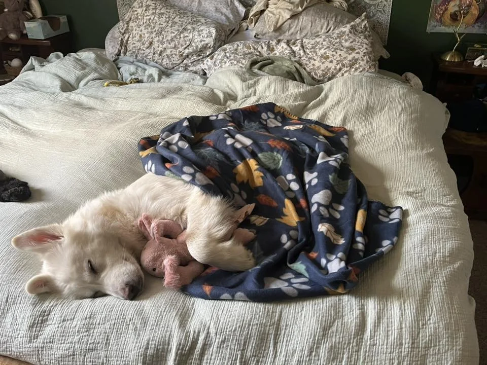 You saved thousands of animals this year!