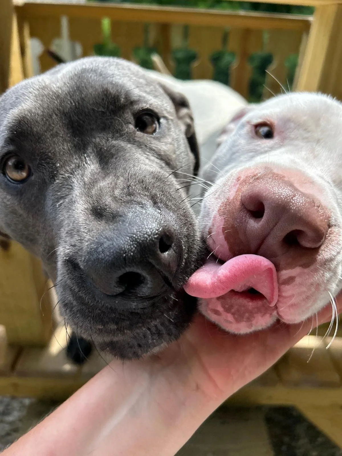 Last chance to give to homeless pets in 2025