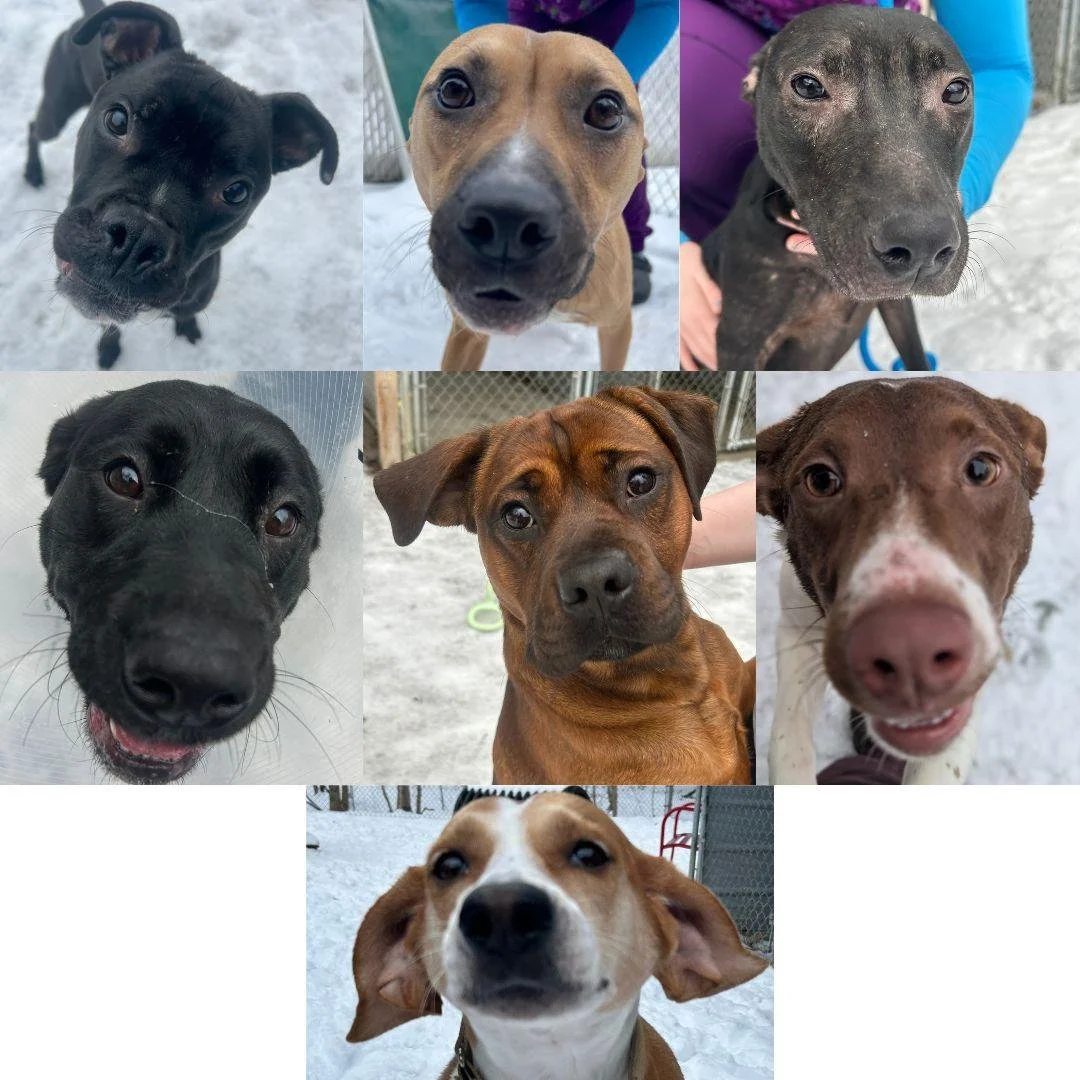 So Many Happy Dogs Found Homes!