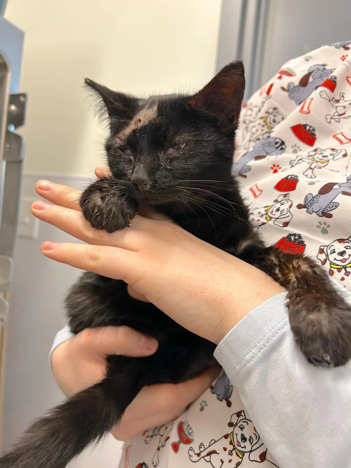 Warm Hearts Needed: Support Sprout's Recovery