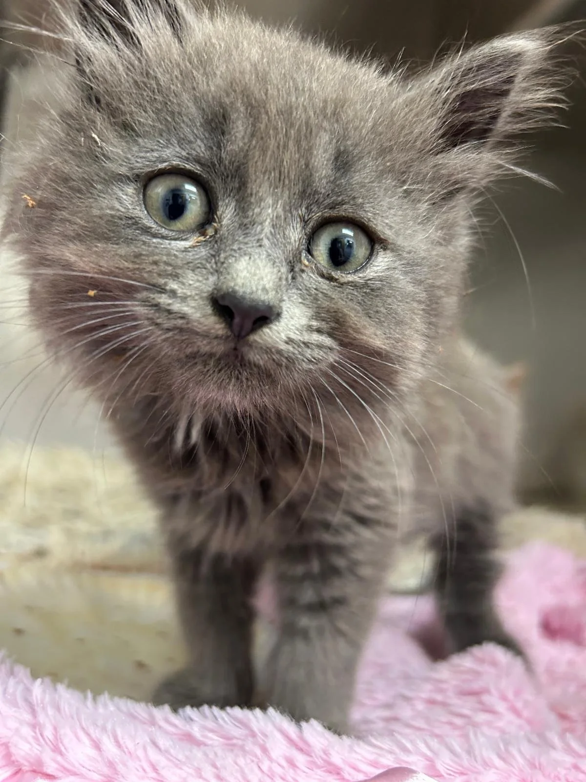 Kitten Season Is Coming. And they need you.