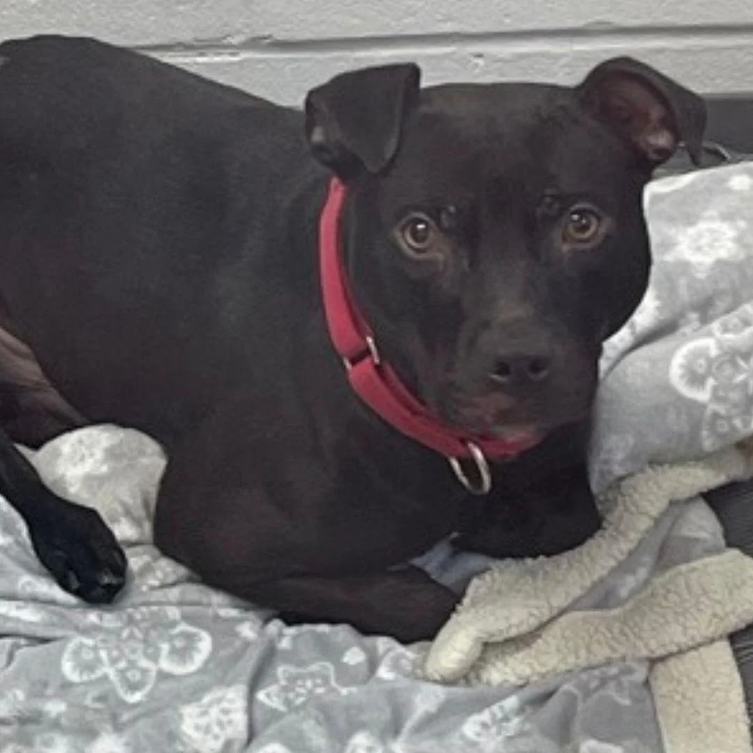 You gave Anchor the second chance he deserves