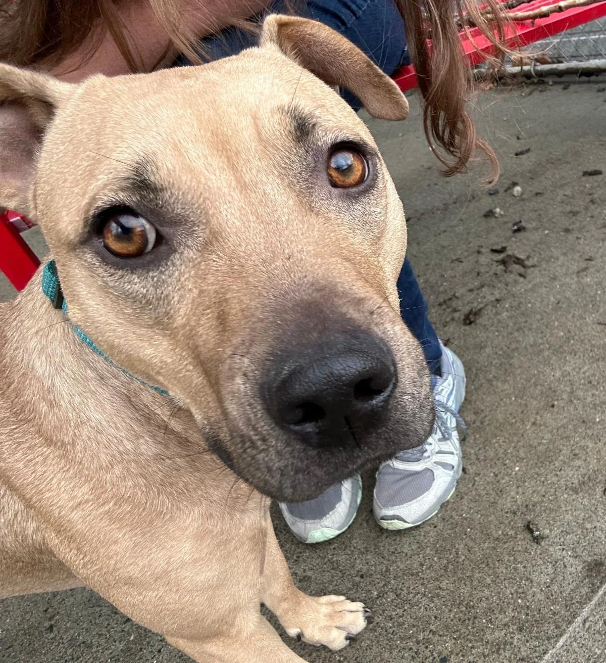 Rescue raffle is at $10,000 and counting!