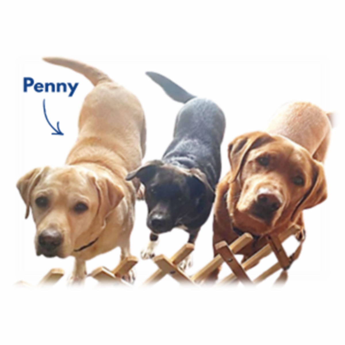 You can give senior pets a second chance.