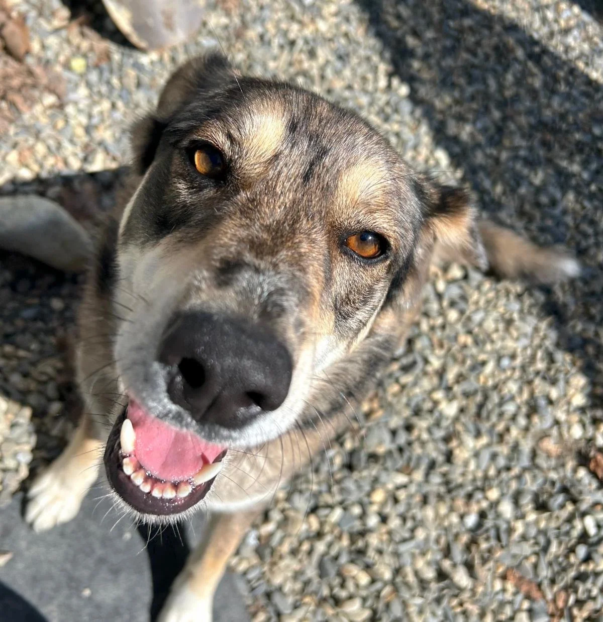 Rescue raffle is at $15,000 and counting!