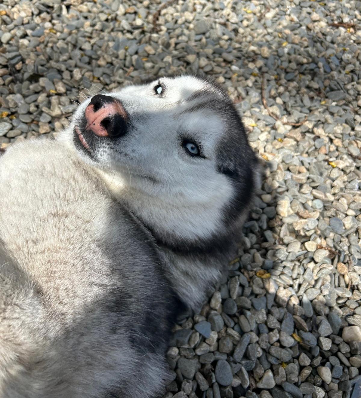 Diesel says "50/50 is at $19,200!"