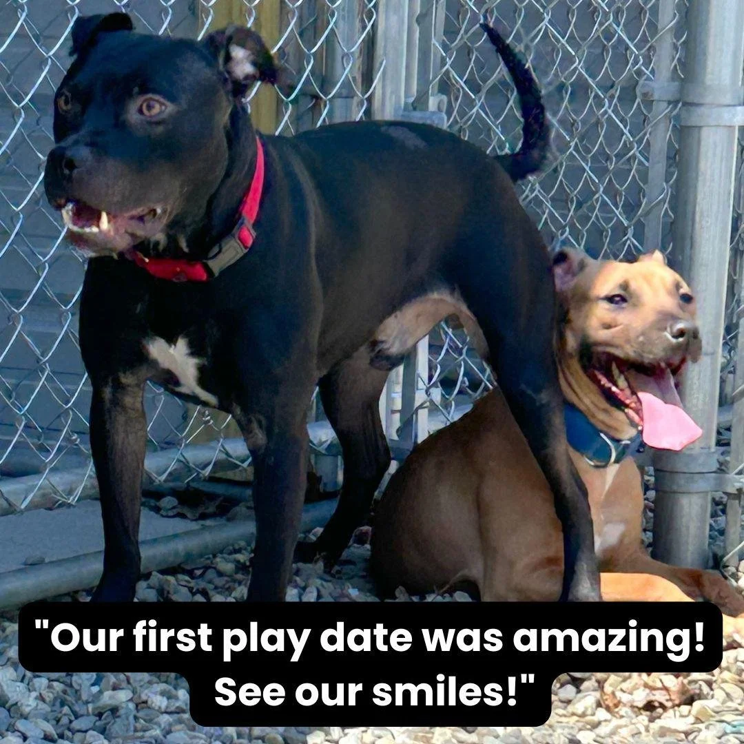 Help us find loving homes for Anchor and Latte