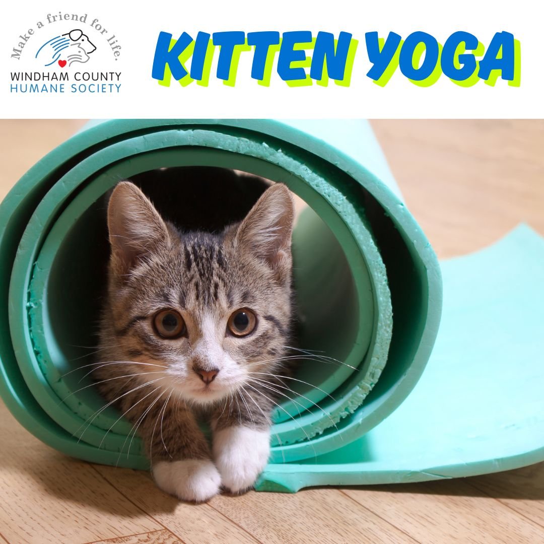 Kitten Yoga