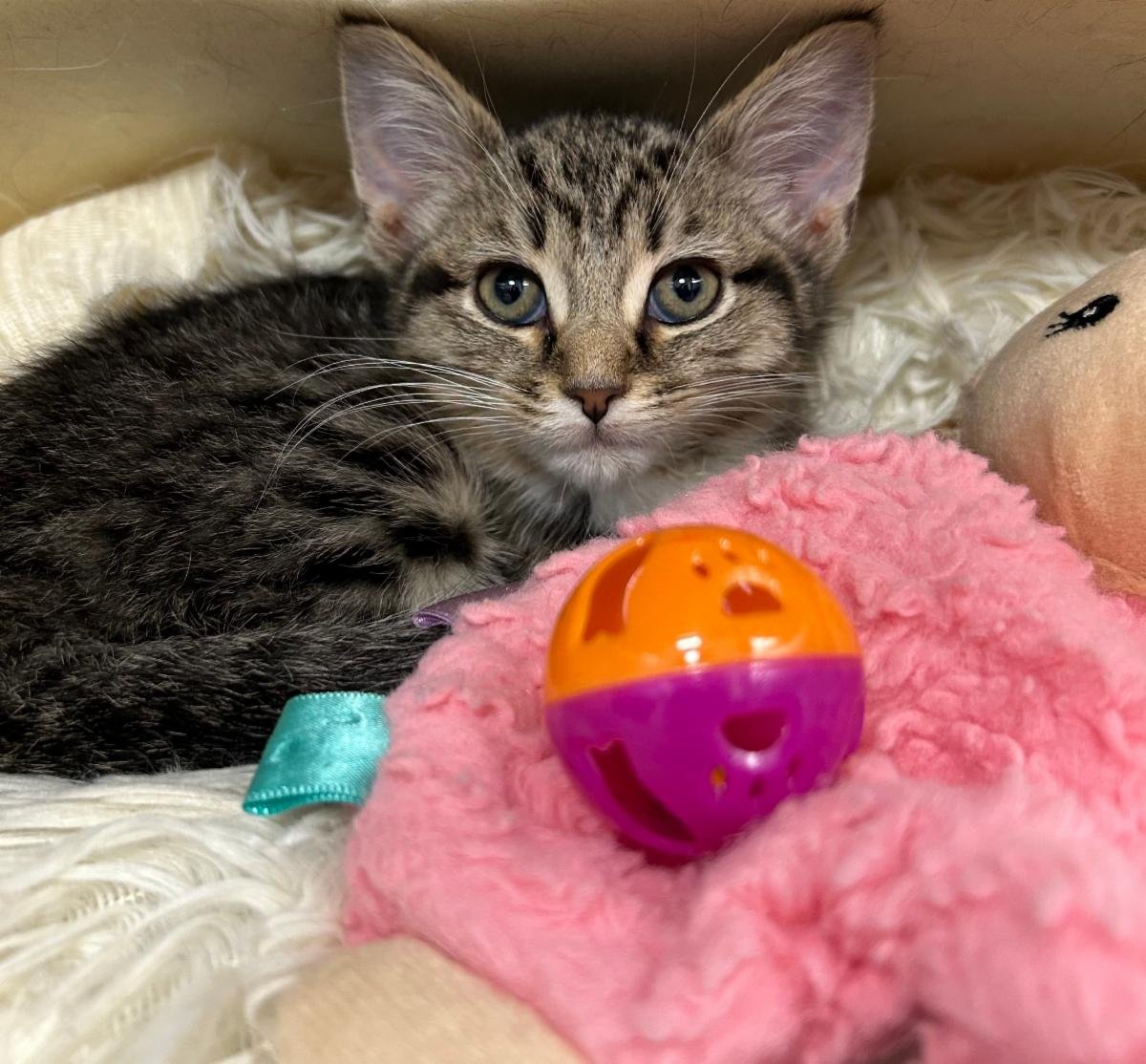 Coco the kitten says "50/50 at $28,000!"