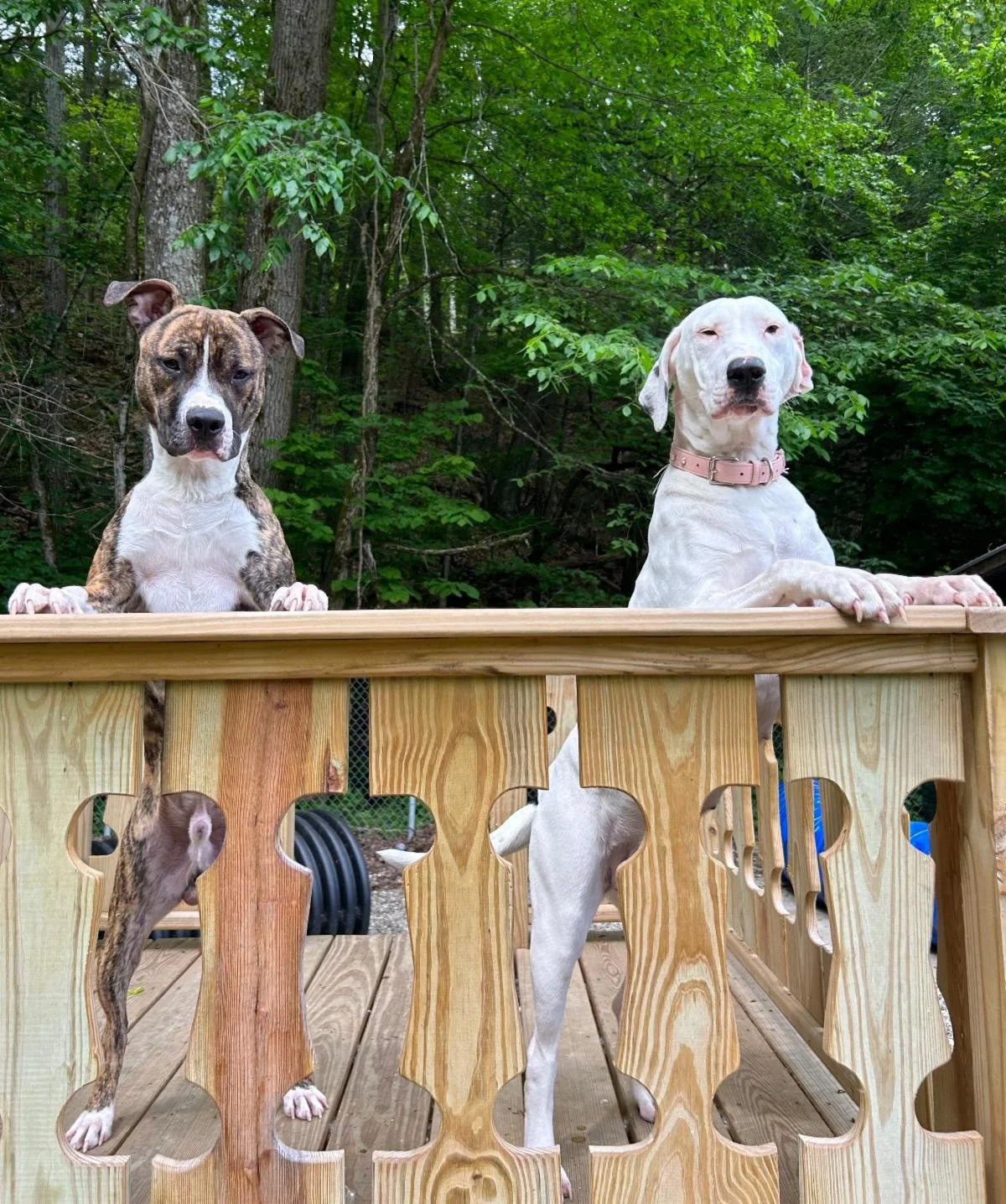 Luna and Enoch have big news!