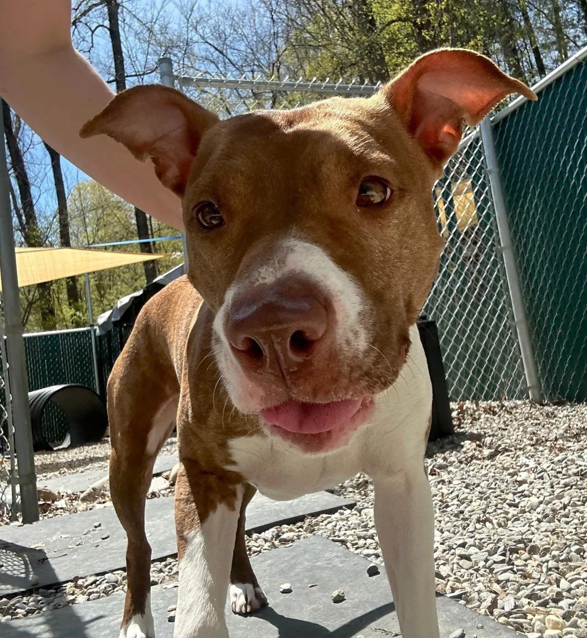 Help us find loving homes for Ziggy, Rex, Harley, Latte and Kiss!