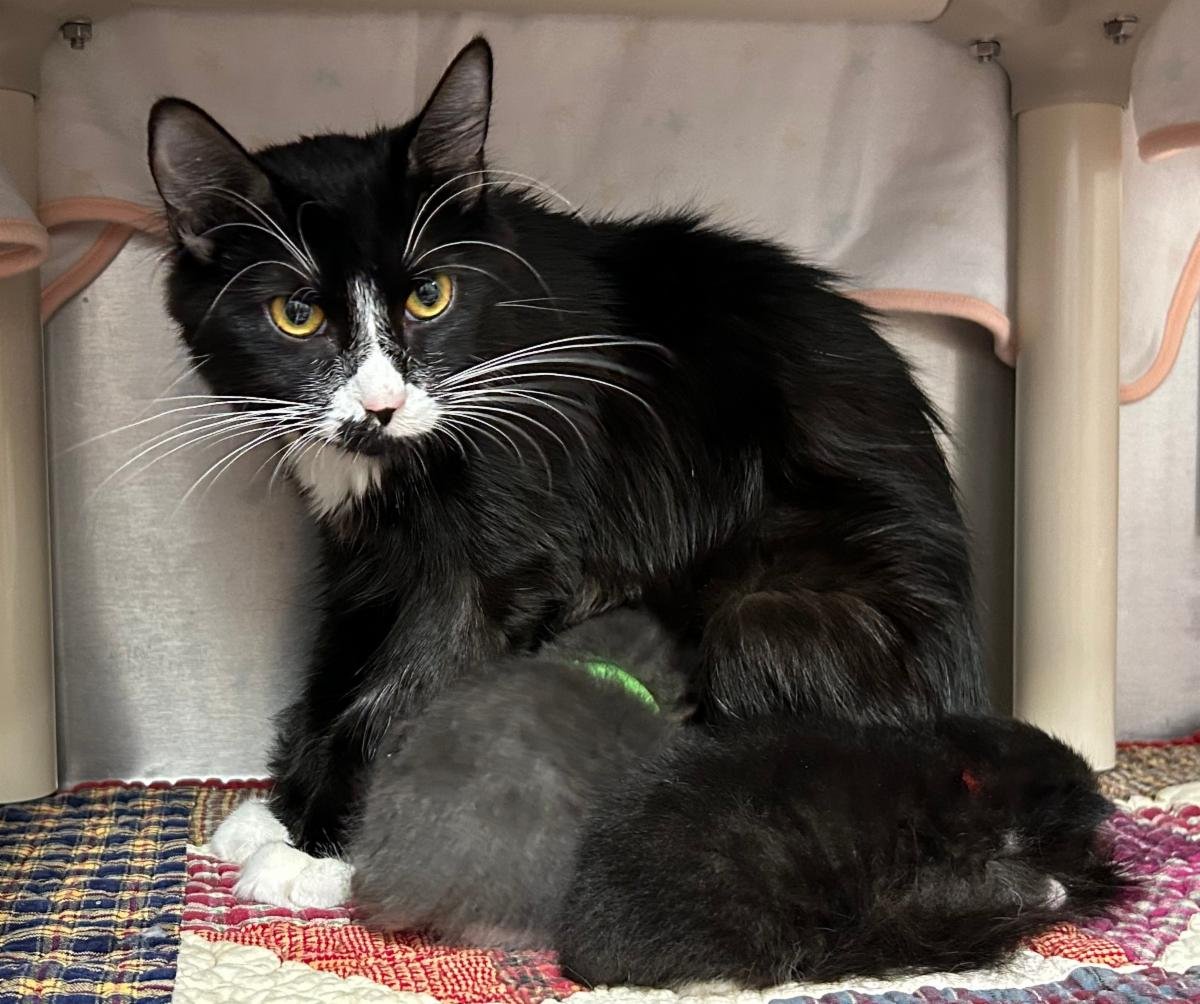 Tinkerbell &amp; her babies want to give away $30,000. Help make their dreams come true!