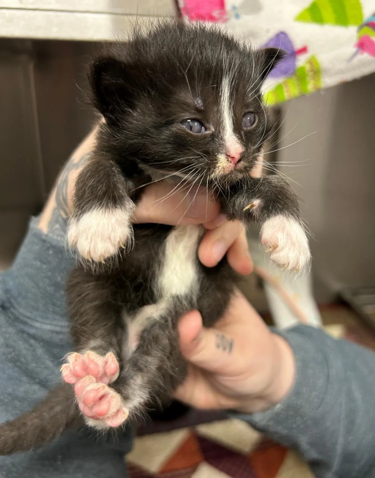 Behind the Scenes at our Shelter: We Need Your Support!
