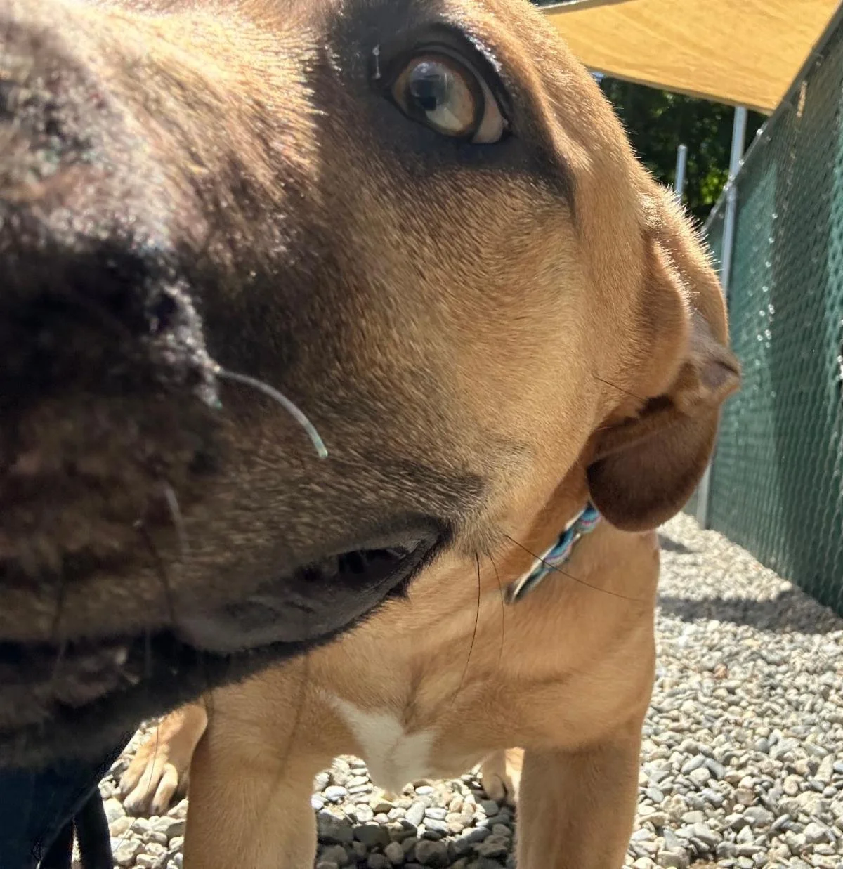 Penelope says "$56,400 and 3 days left!"
