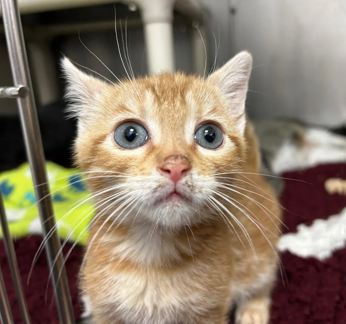 48 hours left in our 50/50 rescue raffle