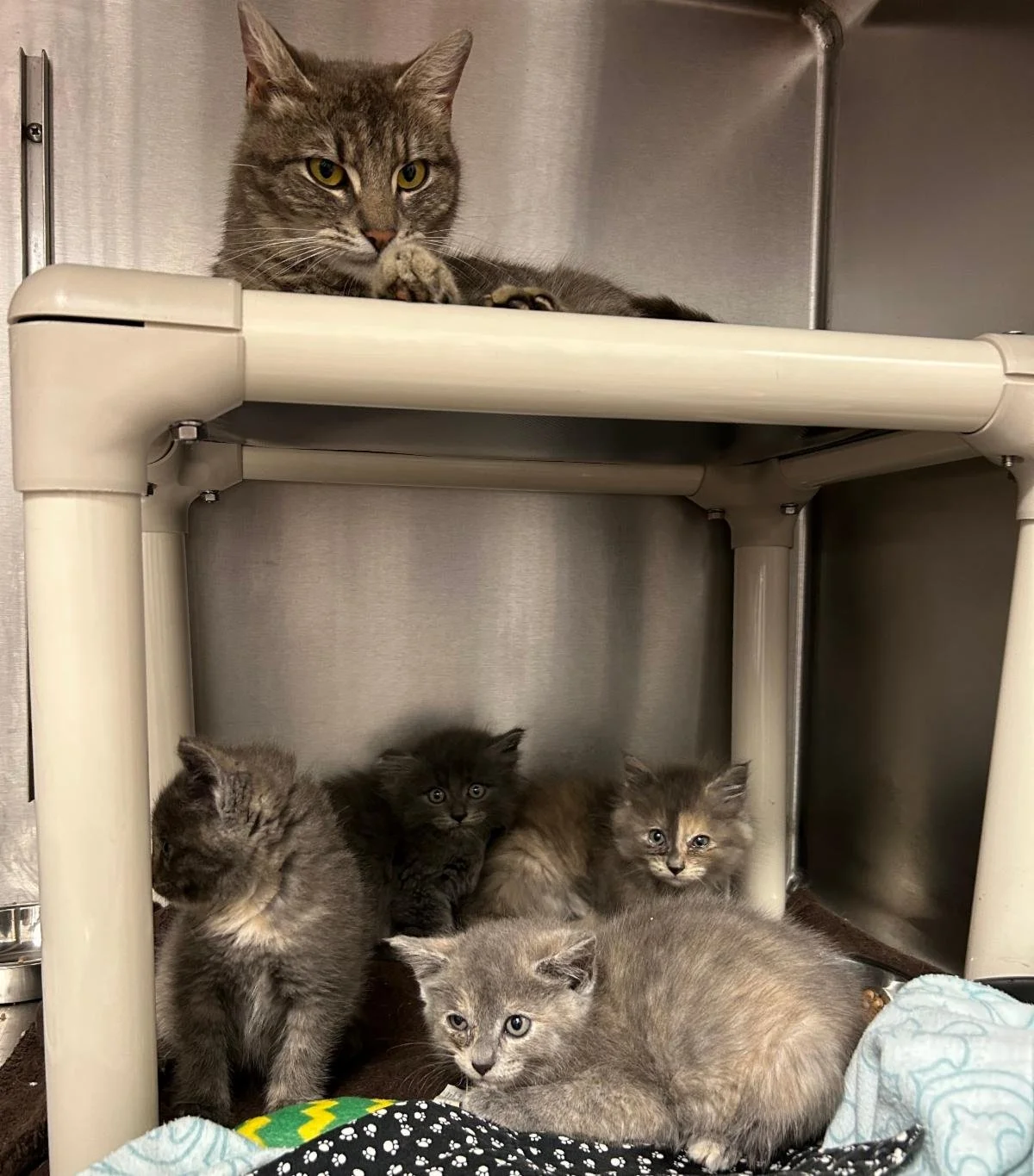 "Supermom" Sunny cared for 11 kittens and now it's her turn.