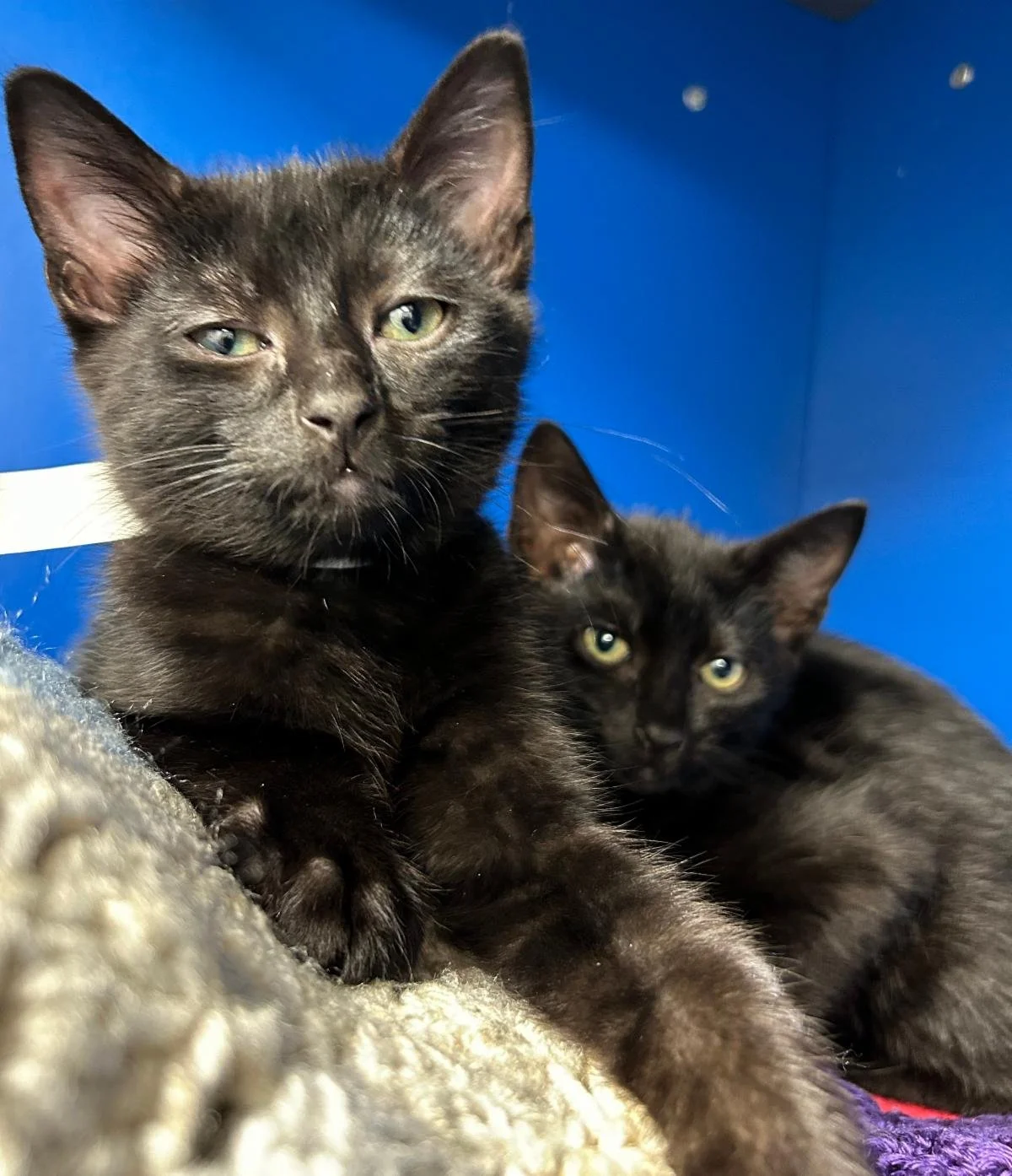 Mort &amp; Biscuit say: "$64,250 WITH 24 HOURS LEFT!"