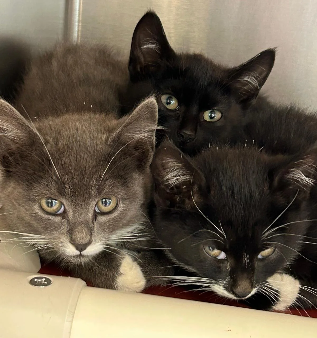 Your pins. Their purrs. Two days left to get tickets!